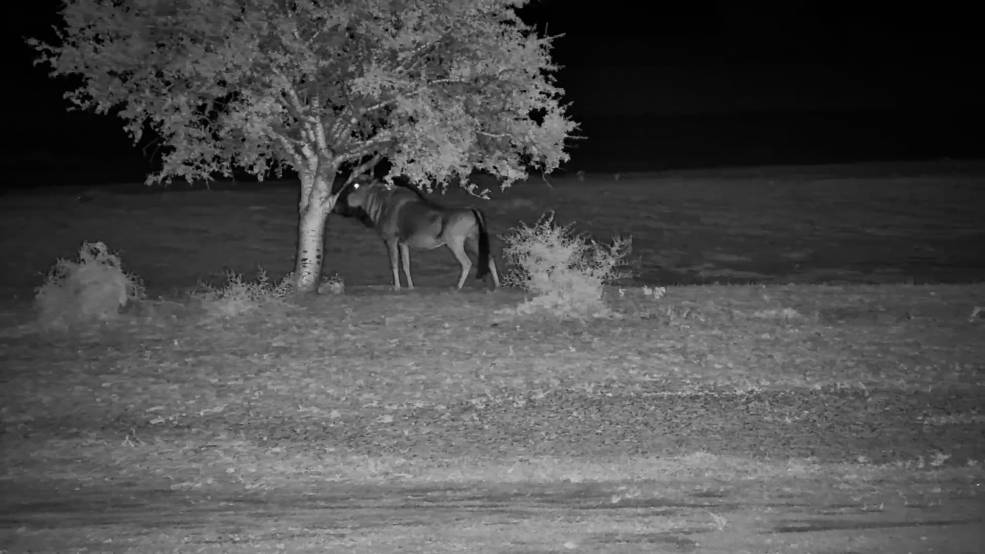 Wildebeest Navigates the Darkness