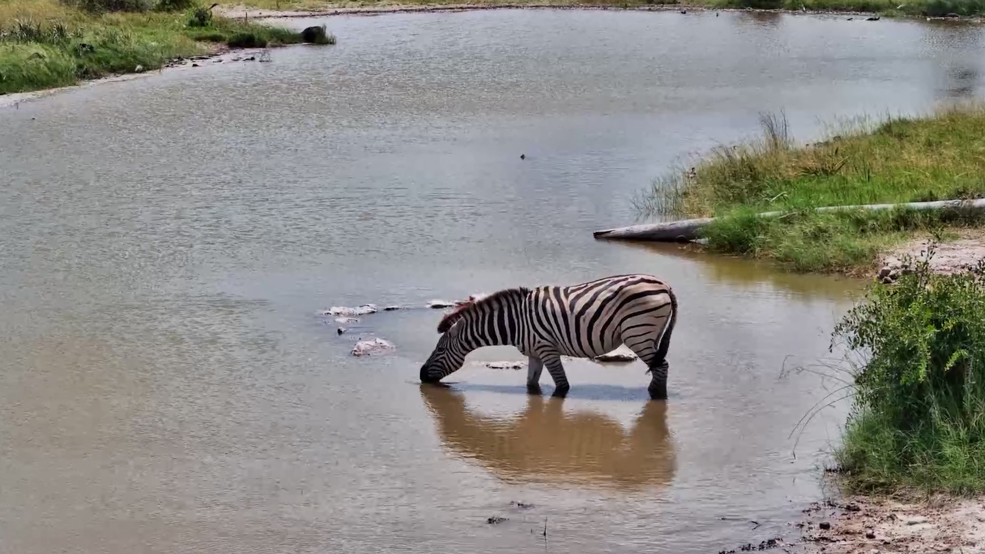 A Lone Zebra at the Kalahari Waterhole