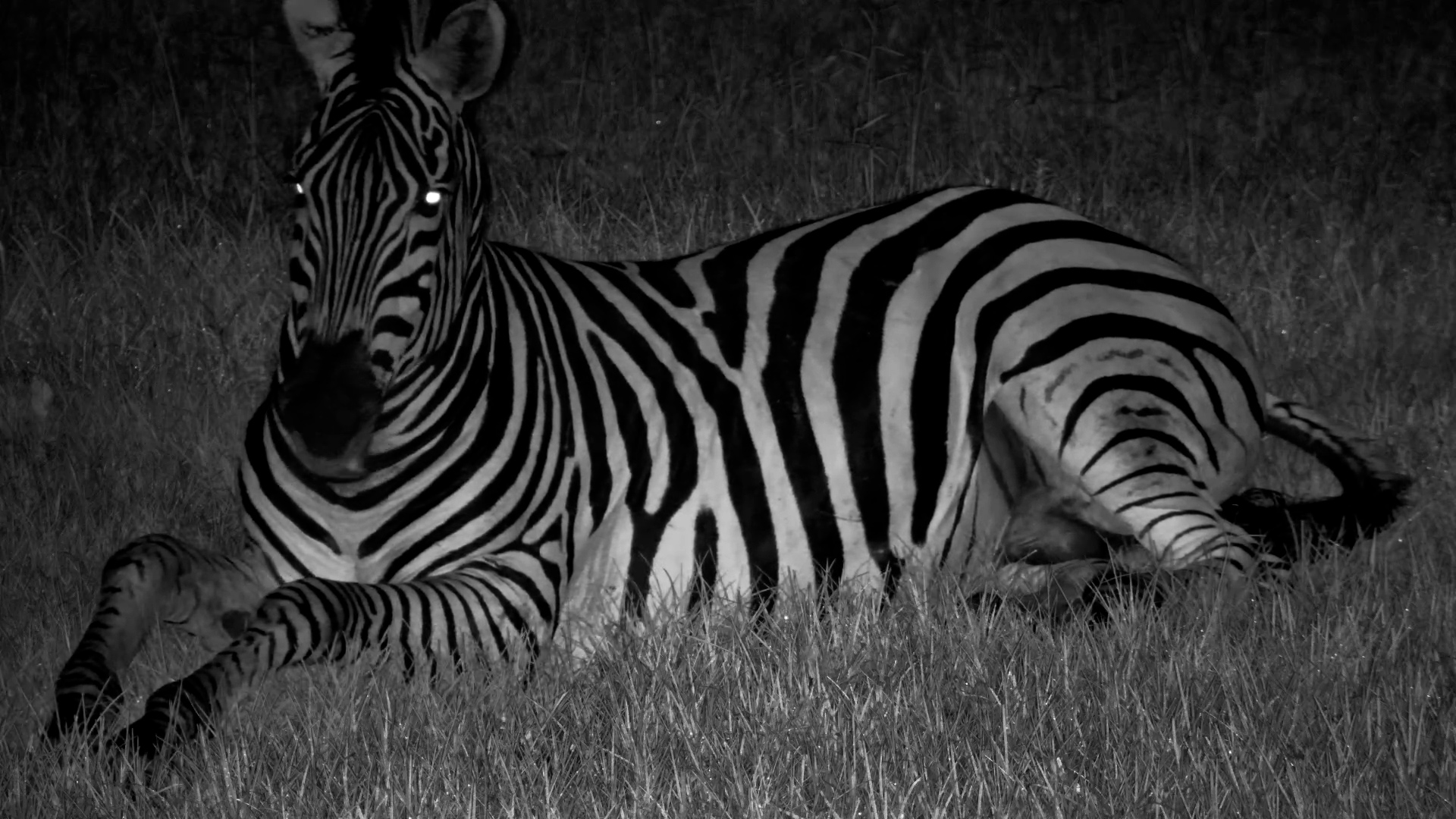 Zebra Stallion Gives Us a View