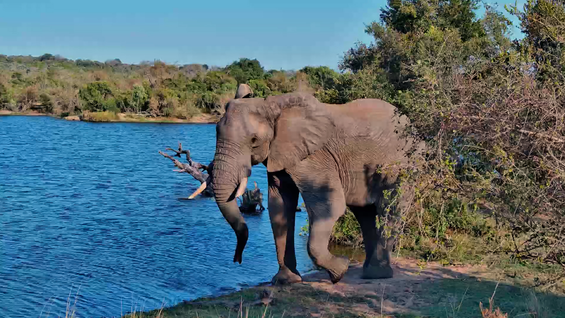 Lone Giant Enjoys a Quiet Drink