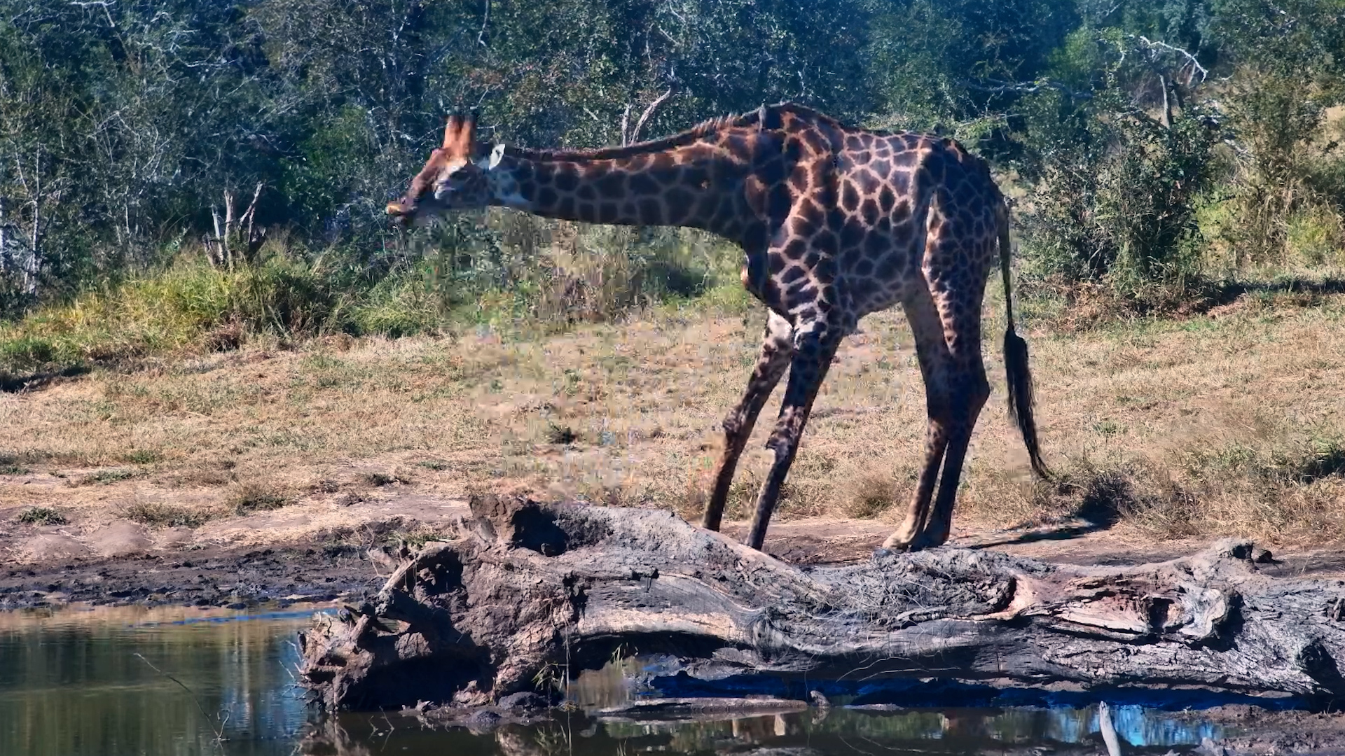 Peaceful Afternoon With a Giraffe at Serondella