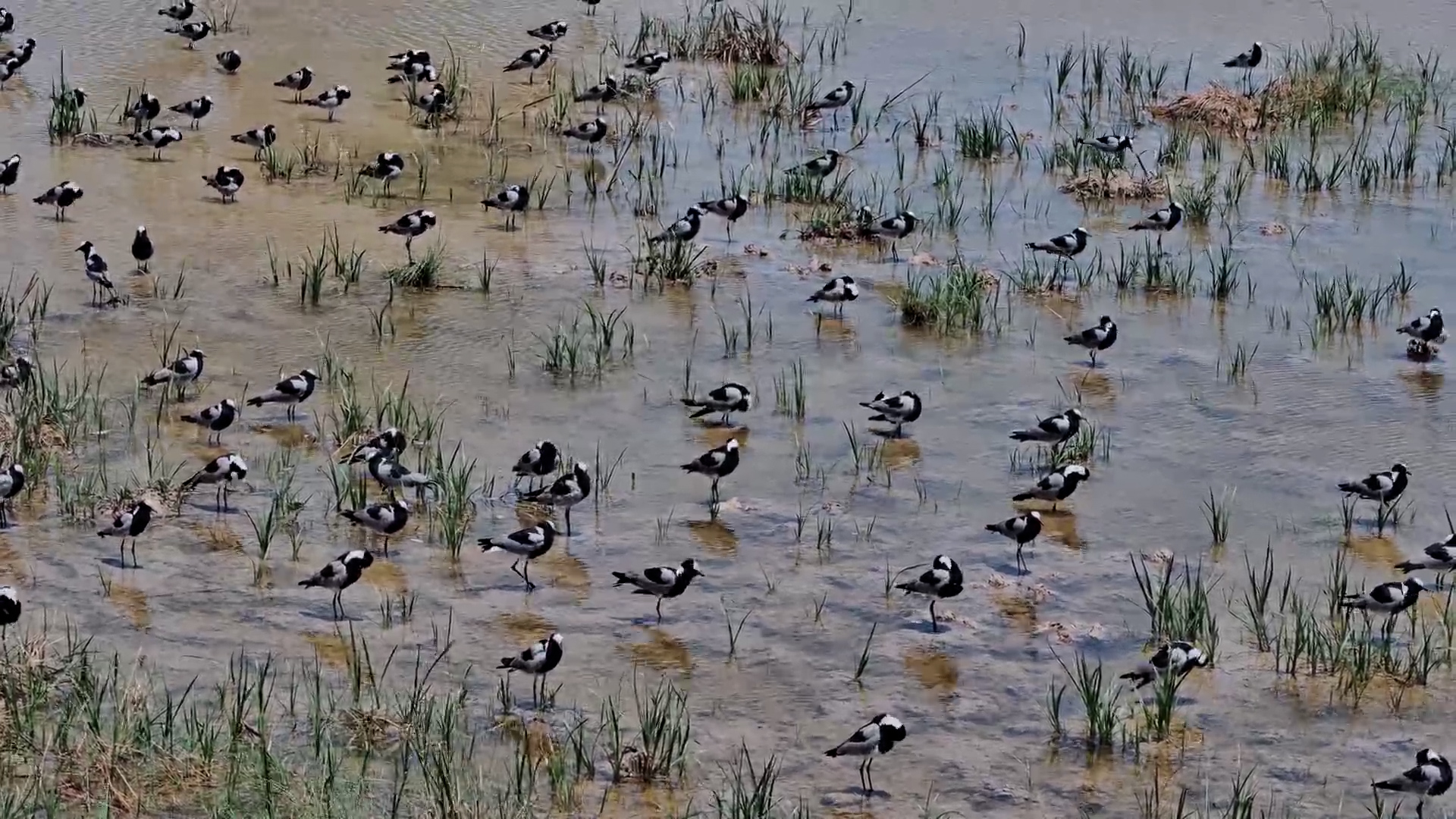 A Sea of Blacksmith Lapwings at Jack’s Camp