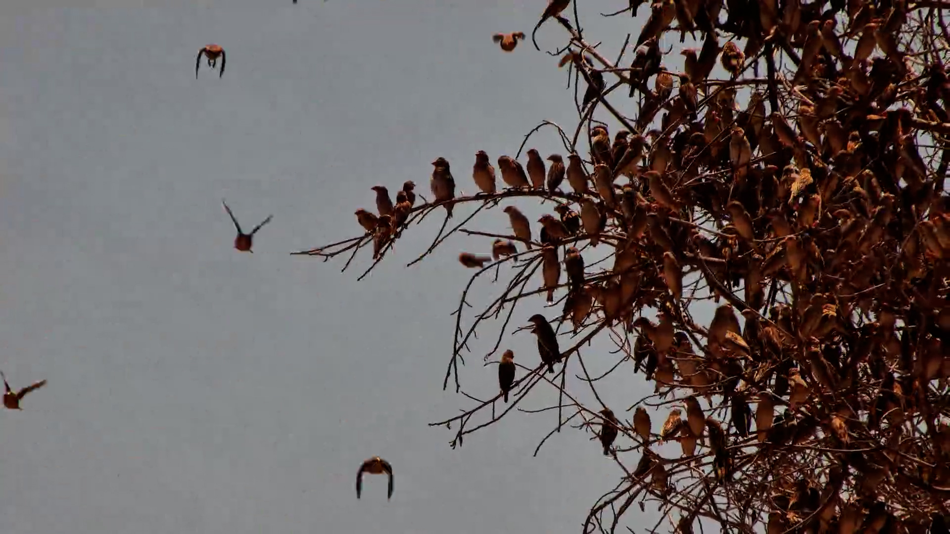 A Sky Full of Birds: Stunning Quelea Murmuration