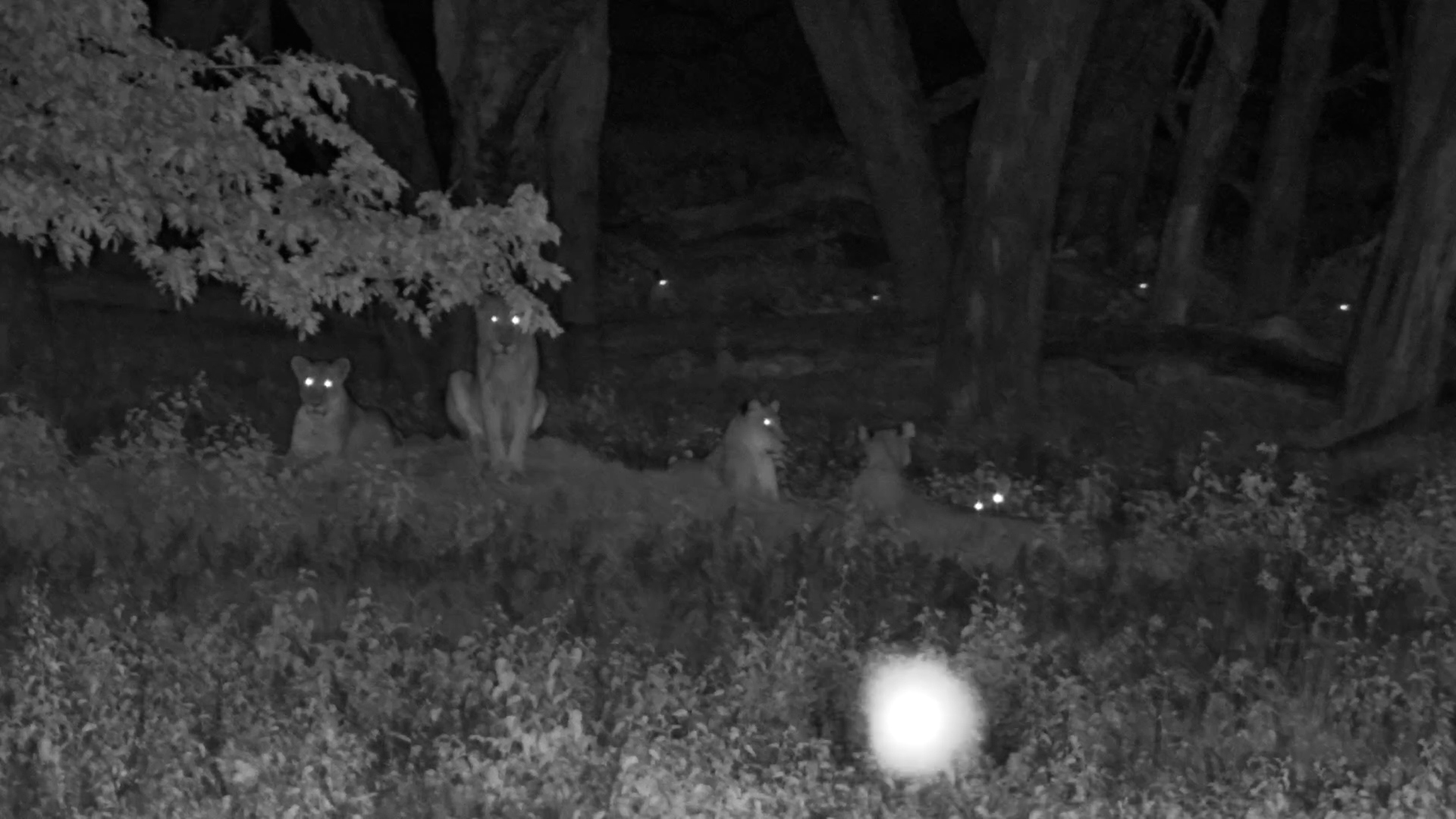 Impala Slips Past Lions in the Dark