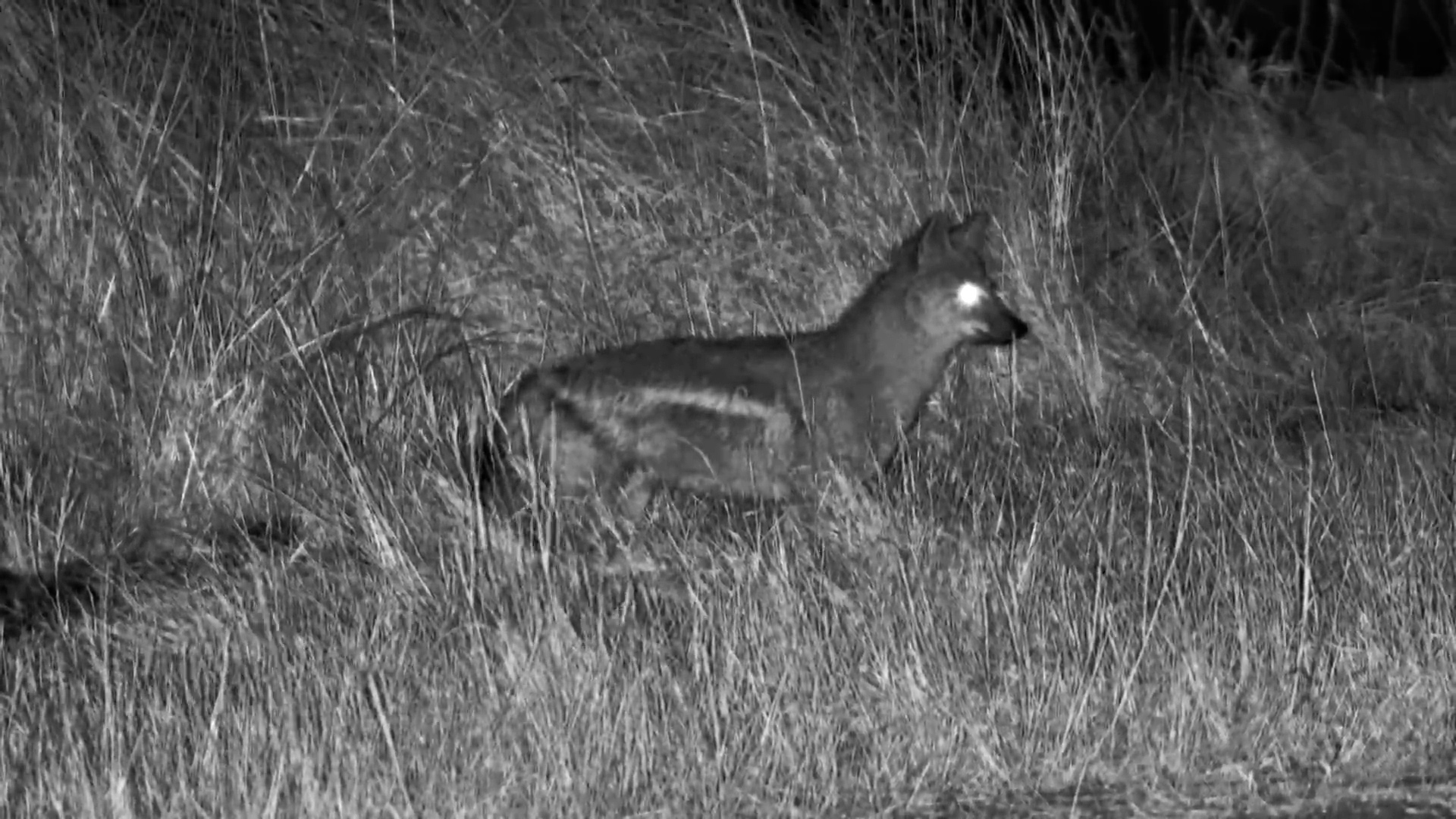 Side-Striped Jackal Scores a Meal at The Hide