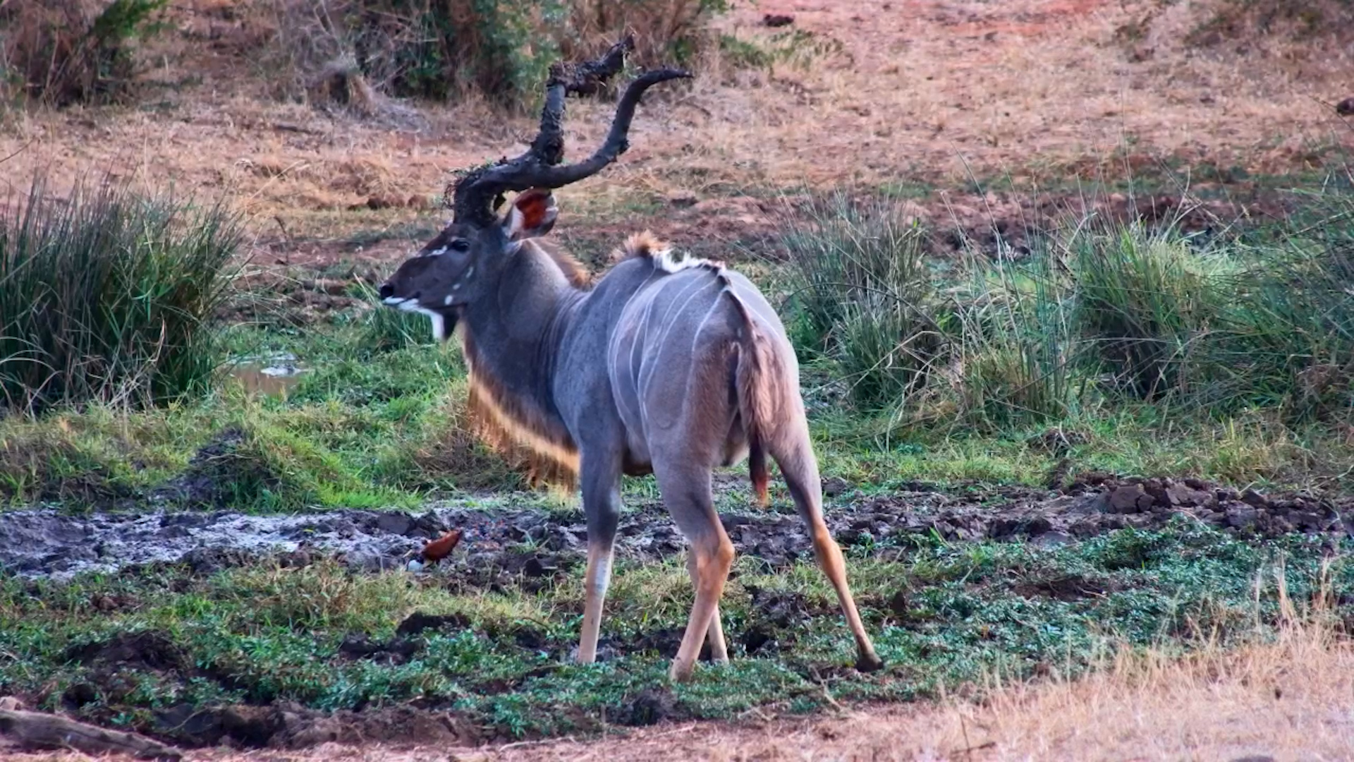 Kudu Bull Gives His Horns a Fresh Mud Makeover