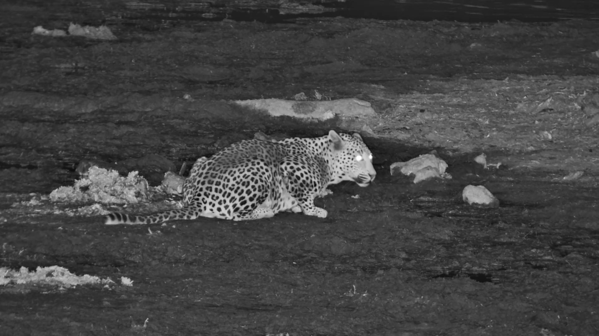 Male Leopard Drinks and Jumps at Meno a Kwena