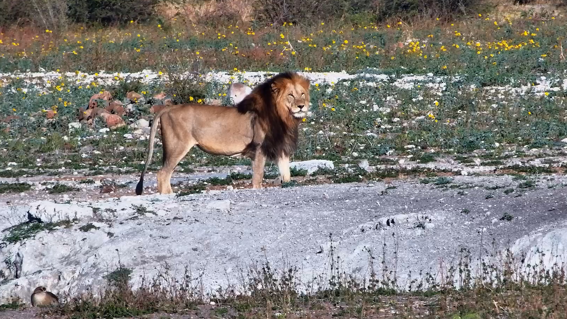 Male Lion Drinks Then Strolls Across the Plains to Rest
