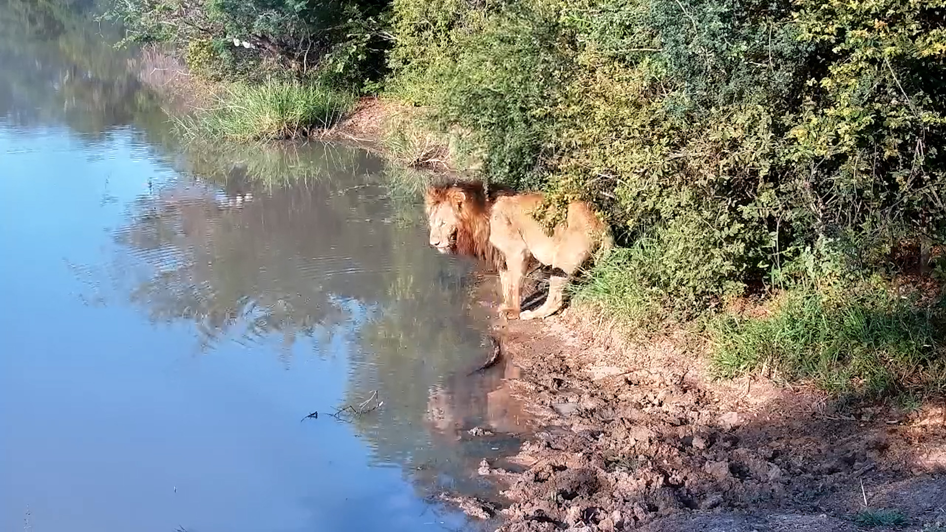 Male Lion’s Quick Morning Drink