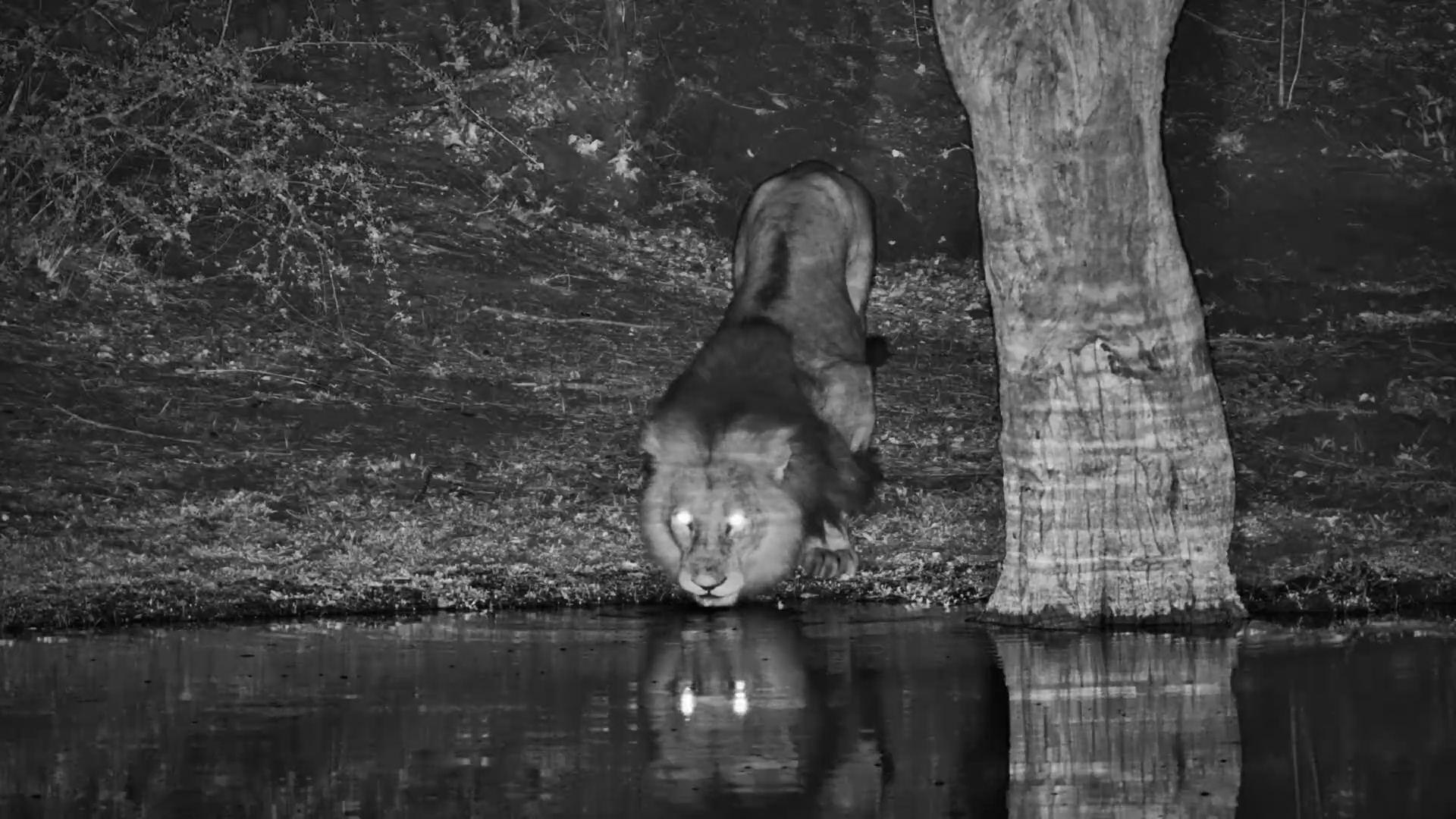 King of the Night! Lion Quenches His Thirst at Roy’s Dam