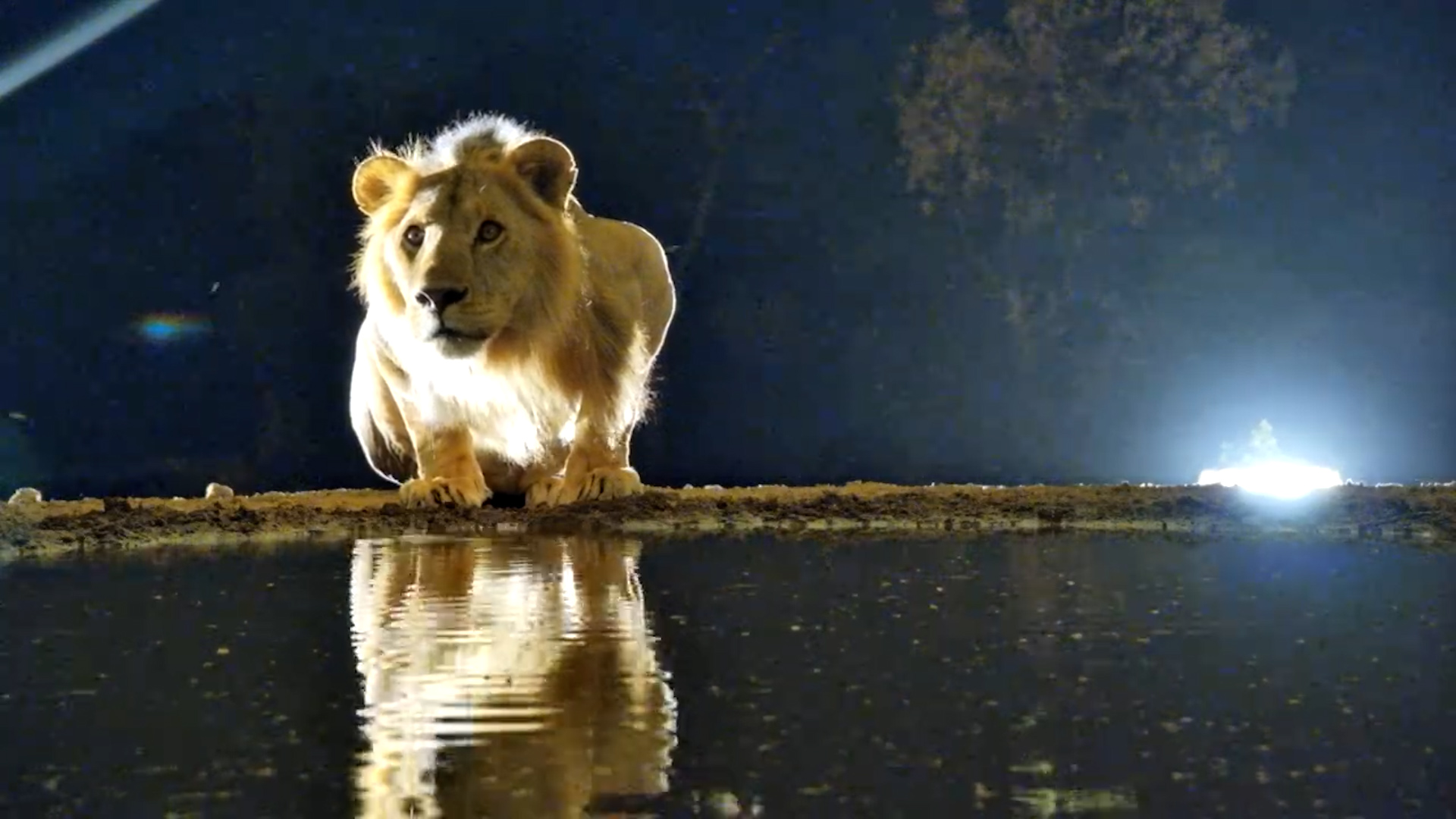 Young Male Lion Enjoys a Drink at Backlit Photography Hide