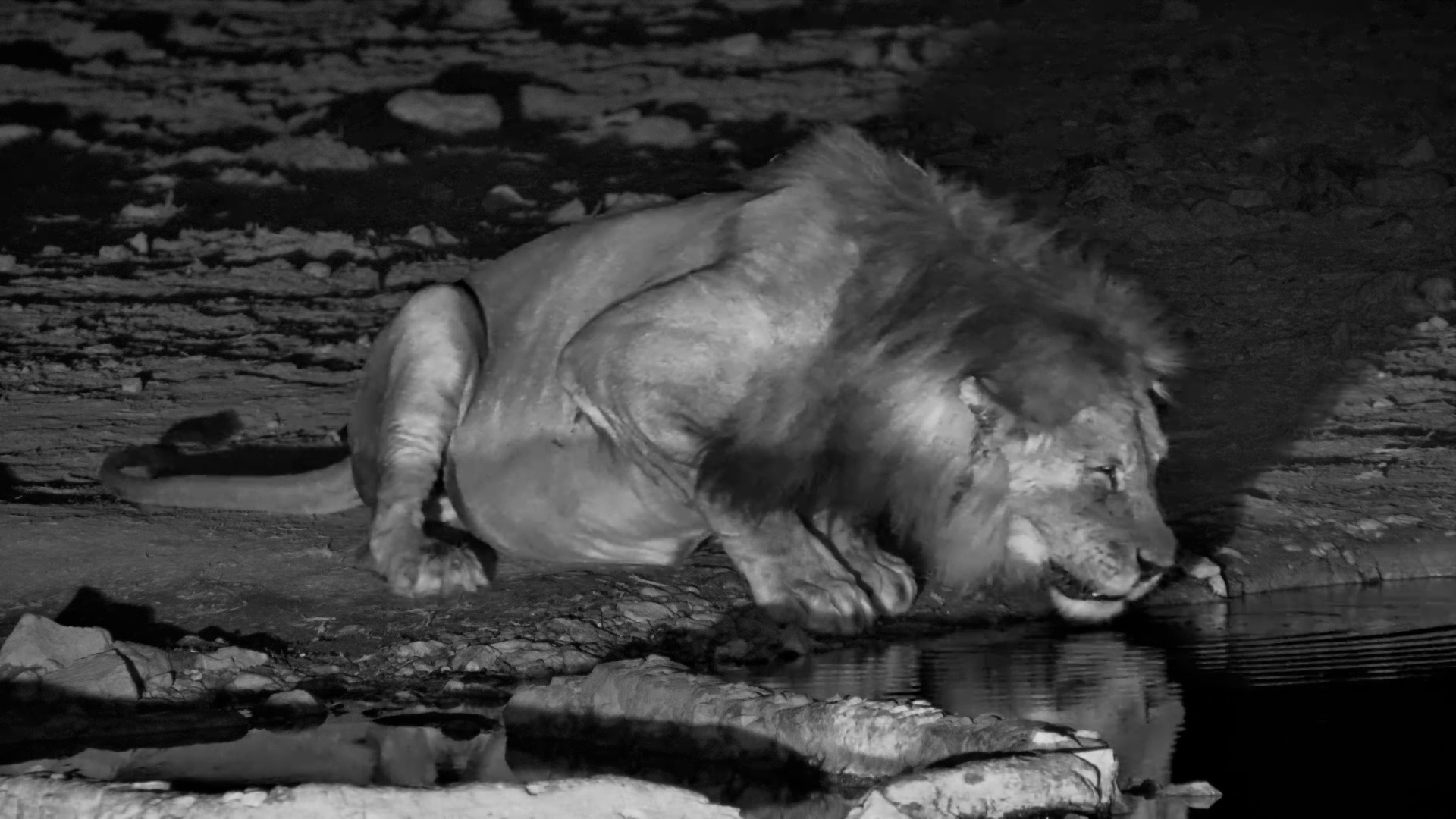 A Male Lion Drinks While the Pride Bonds Nearby