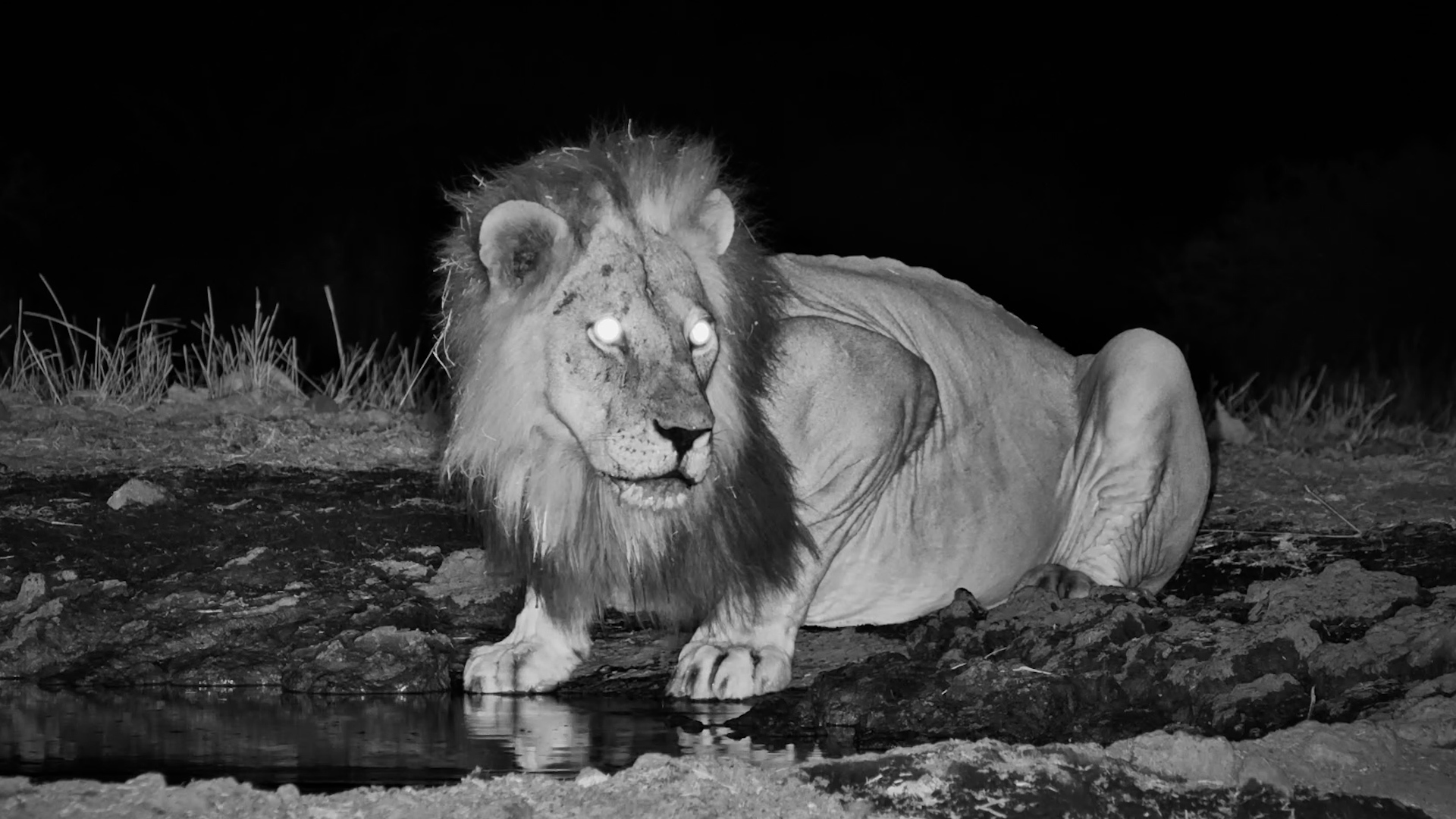 Majestic Lion... With Grass Stuck in His Mane