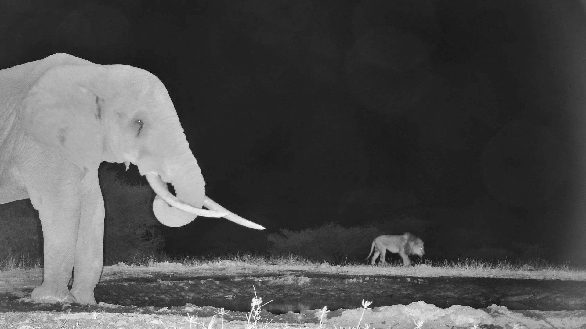 Male Lion Steals a Drink Beside Huge Elephant