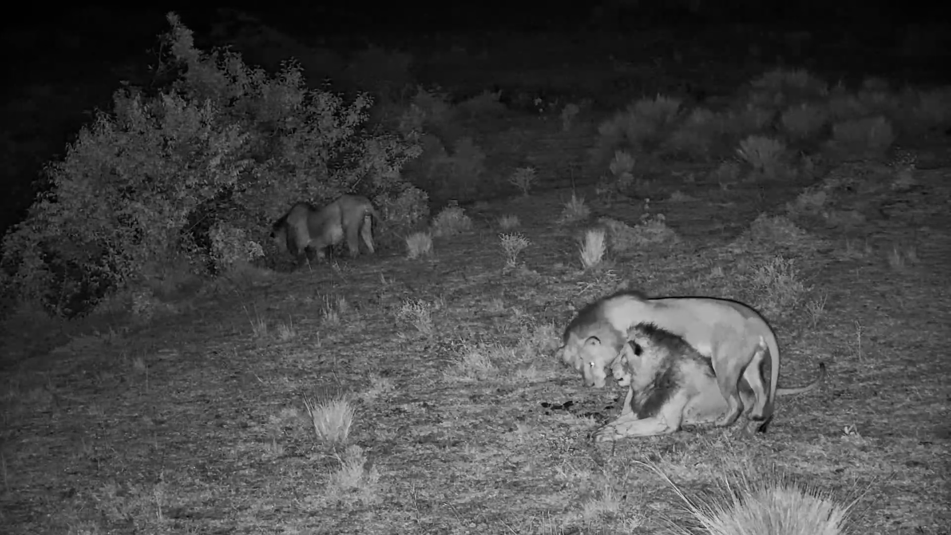 A Trio of Playful Lions