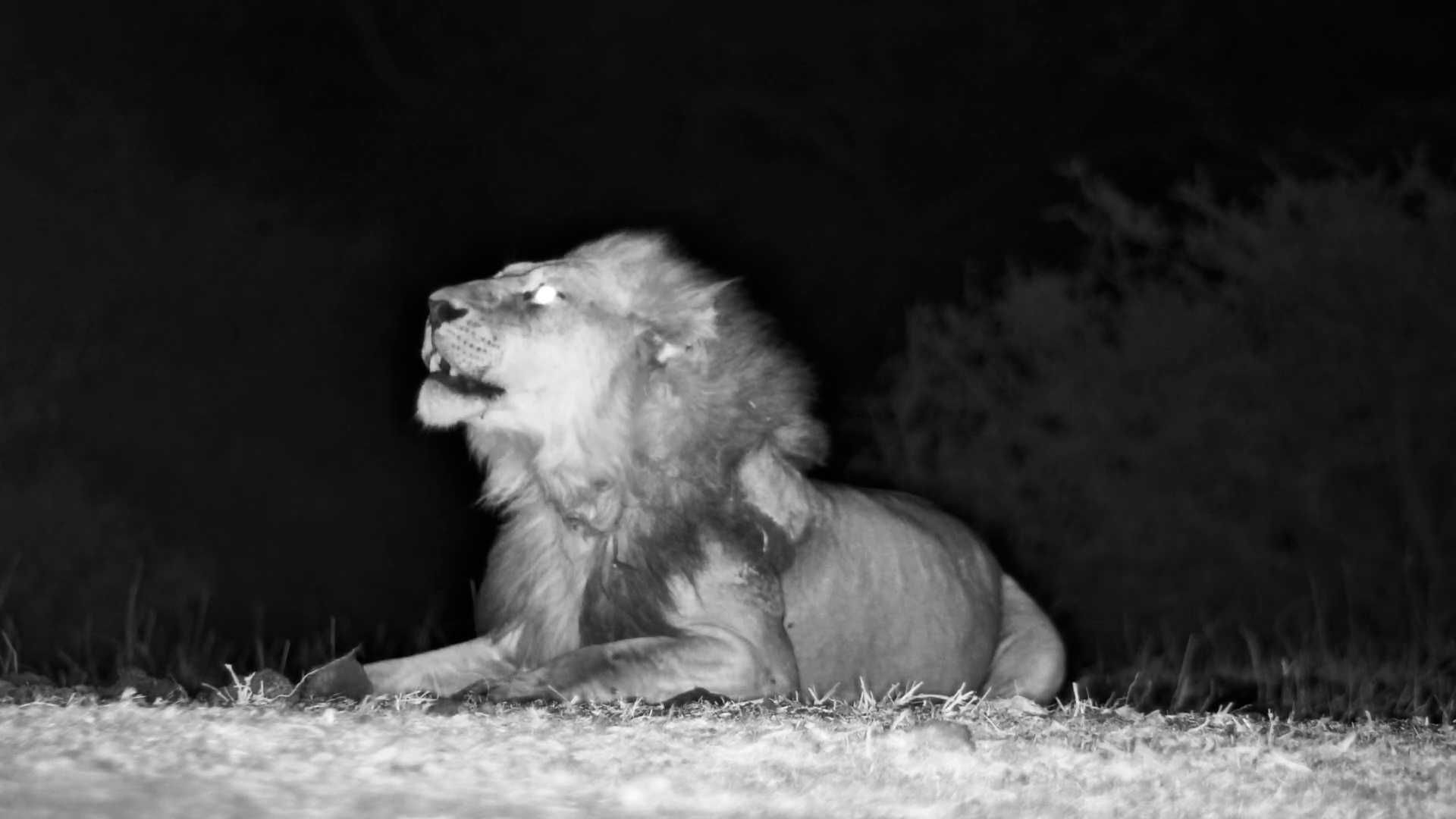 Night Time at ol Donyo | Lions Lounging, Elephant Hydrating