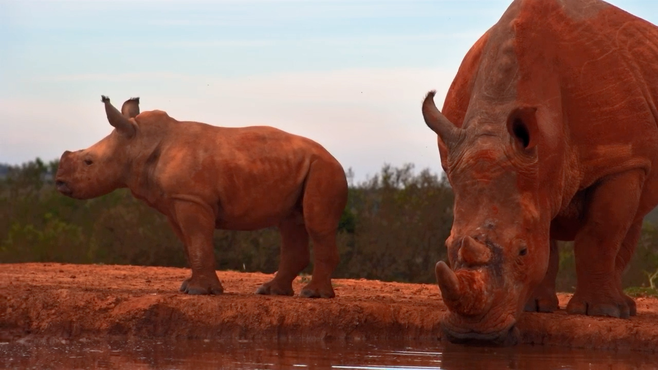 Mandy the Rhino Brings Her Calf to the Waterhole