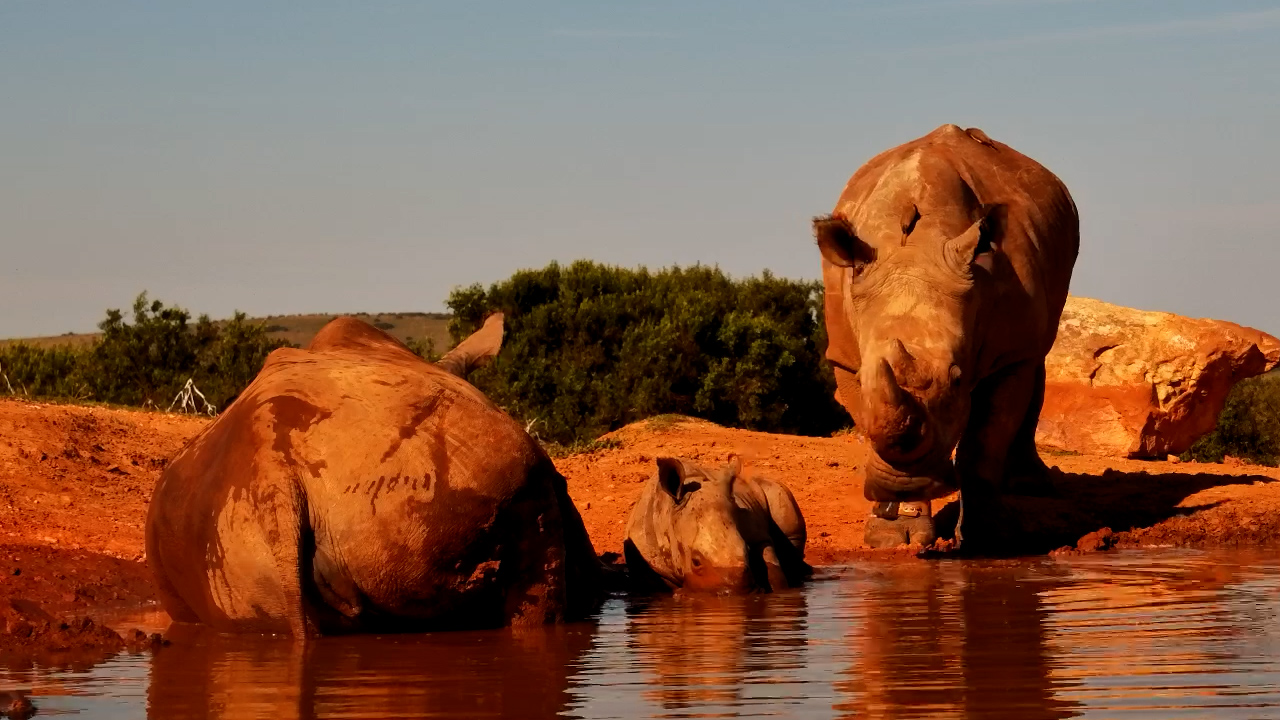 Mandy’s Rhino Calf Joins the Giants at the Waterhole