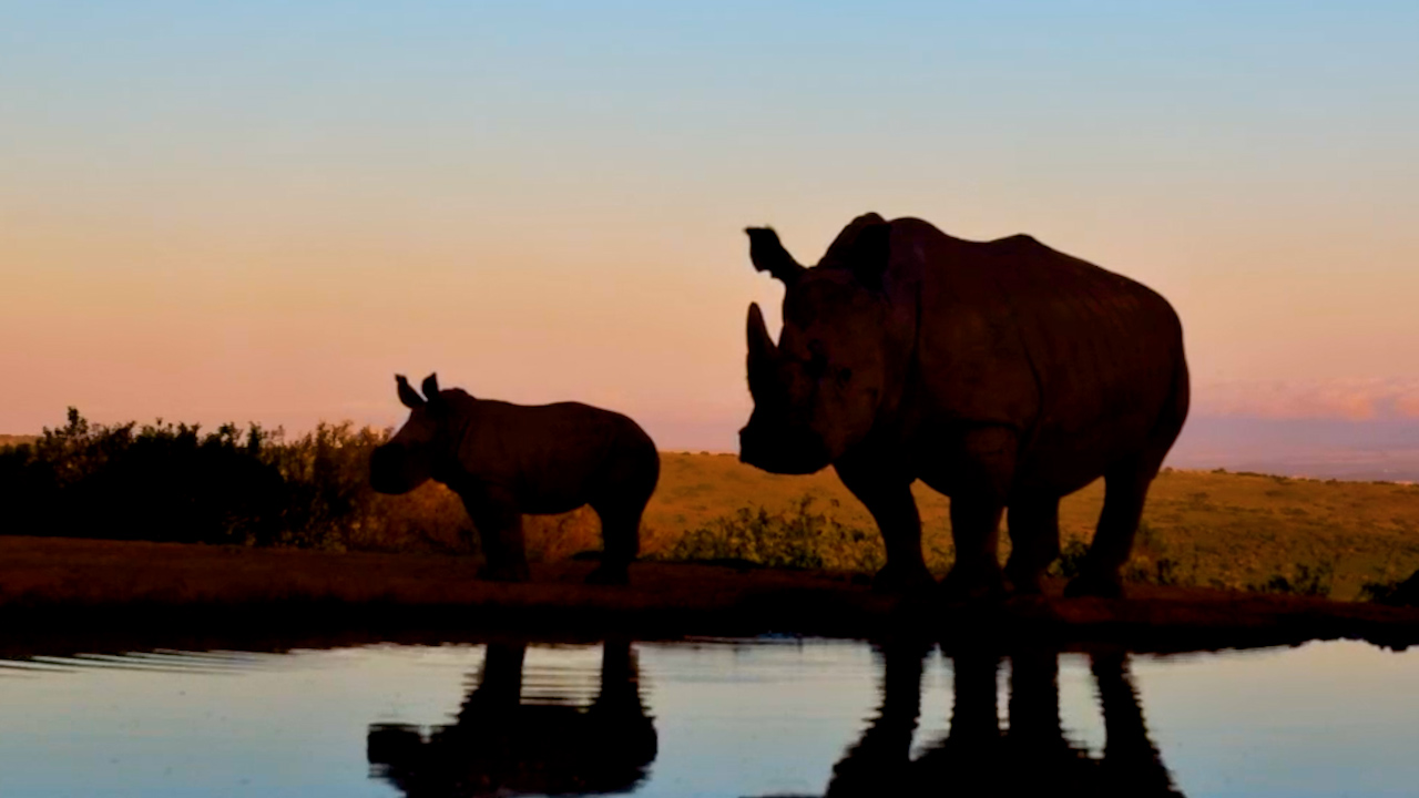 Golden Hour With Mandy & Calf
