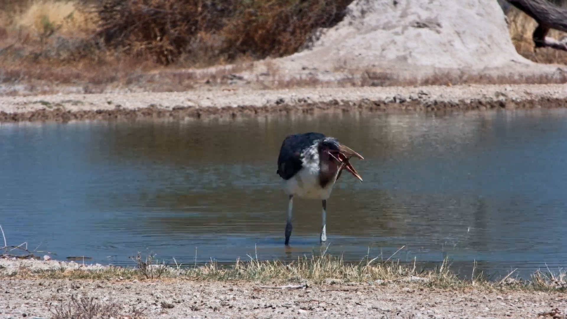 Marabou Stork Finds a Stick... Fishing Rod Maybe?