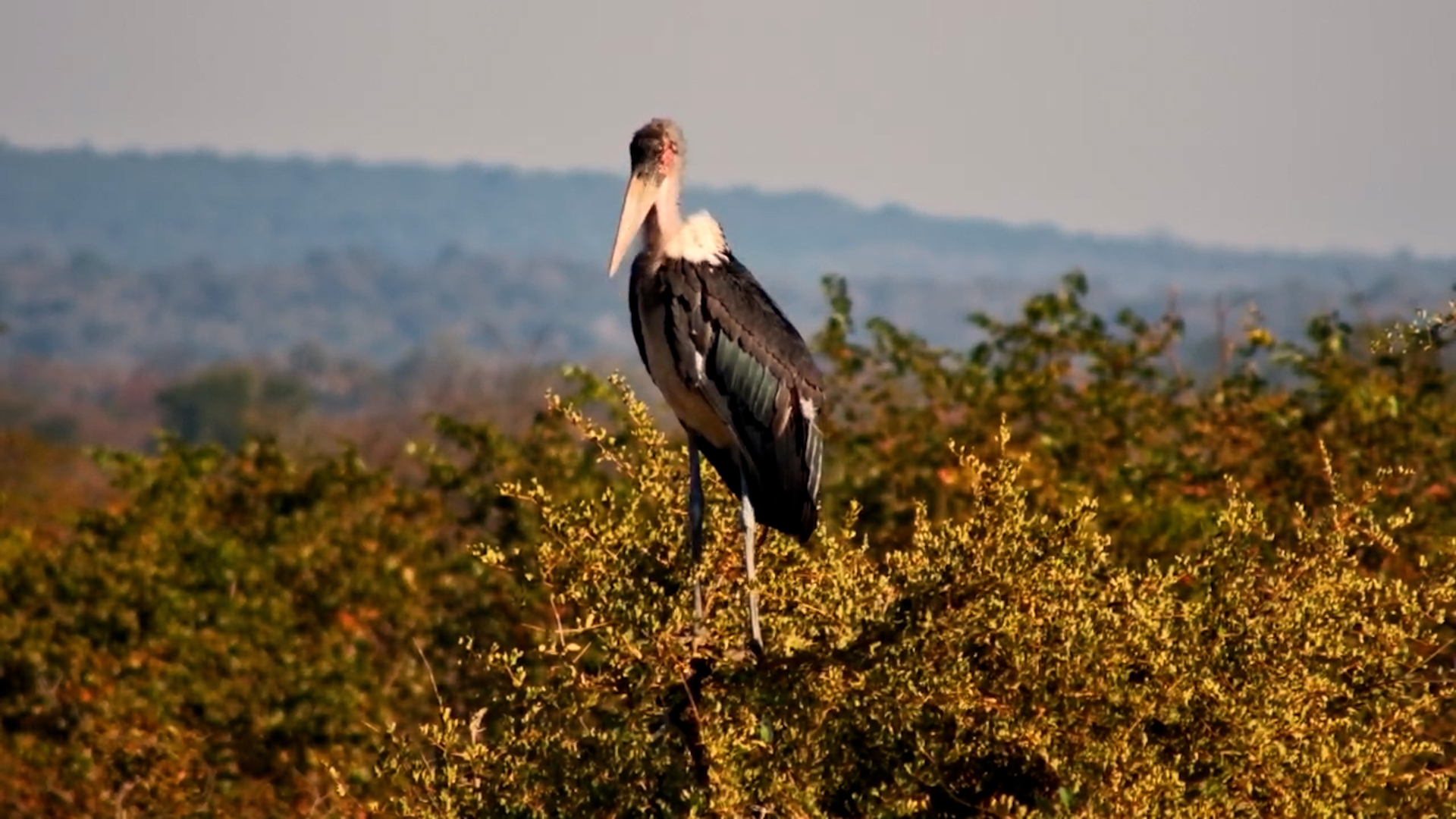 Just a Marabou Stork Enjoying the Sunshine