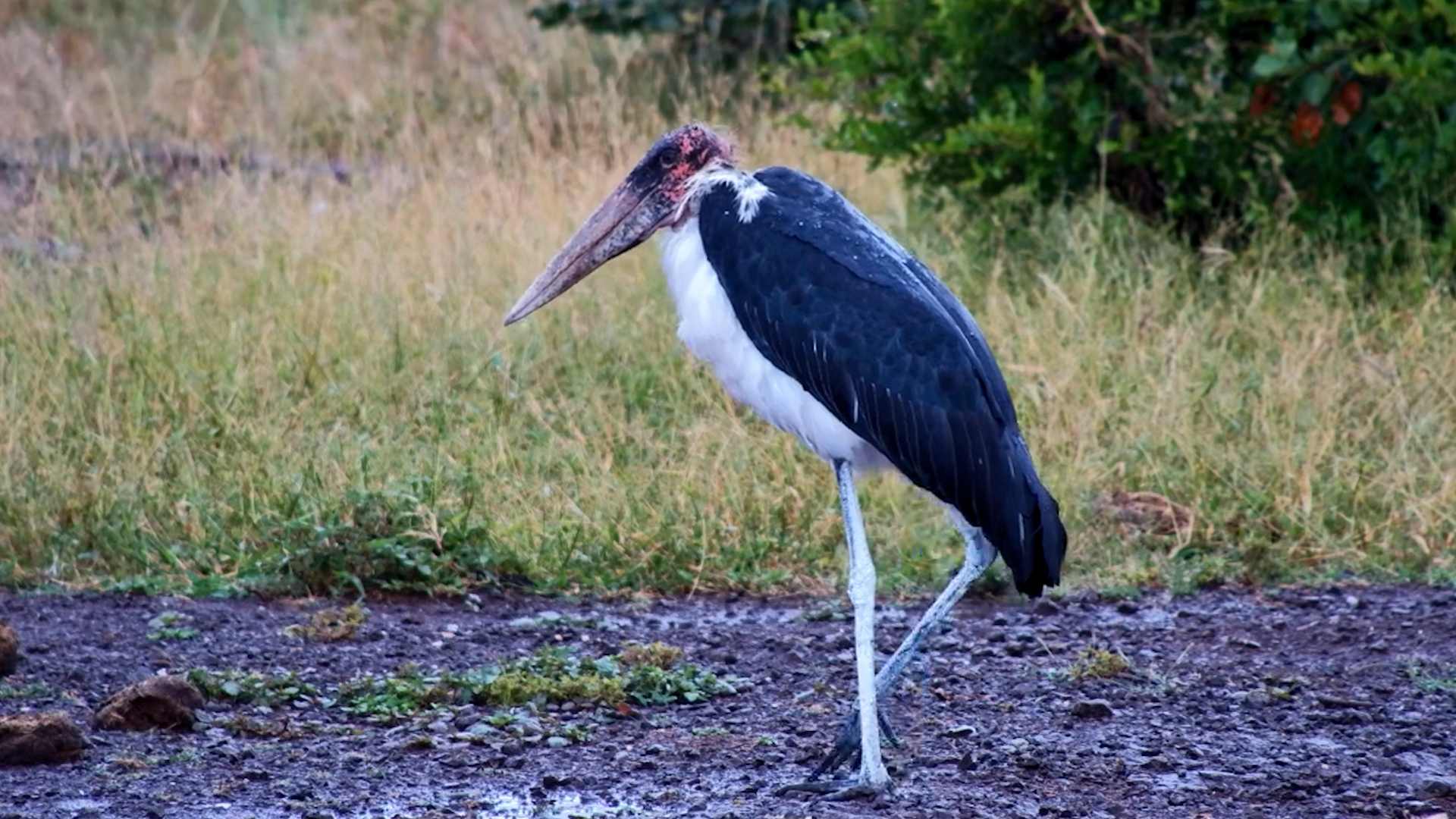 A Majestic Marabou Stork