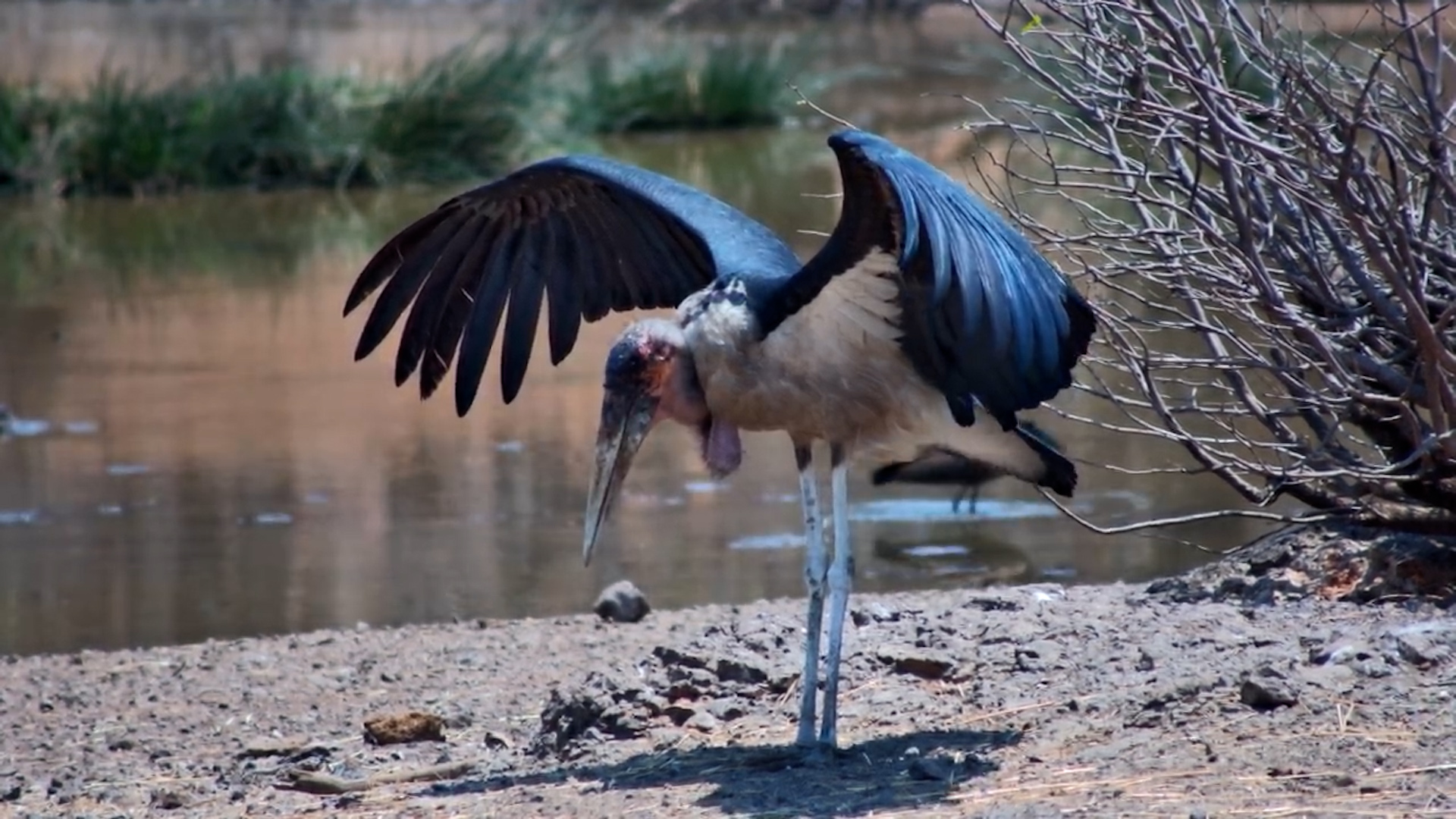 Marabou Stork’s Preening Session