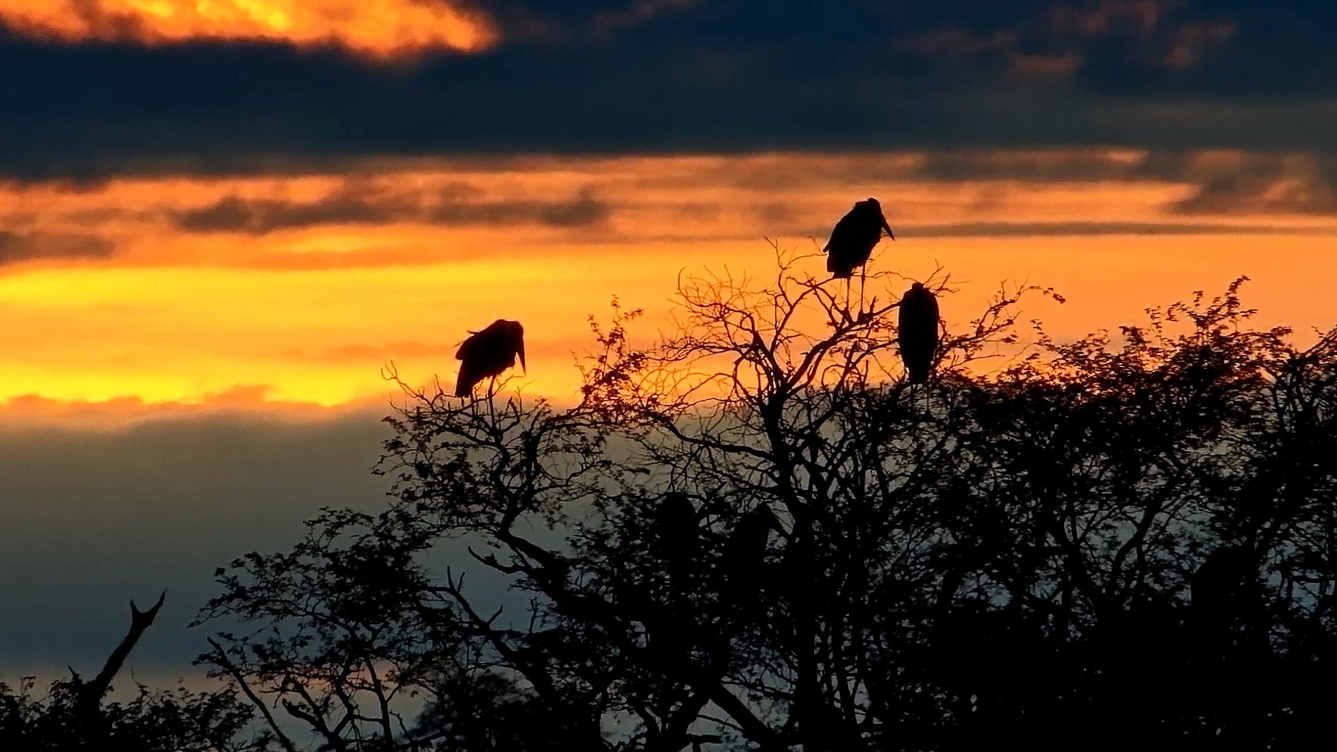 Marabou Storks in the Golden Sunrise