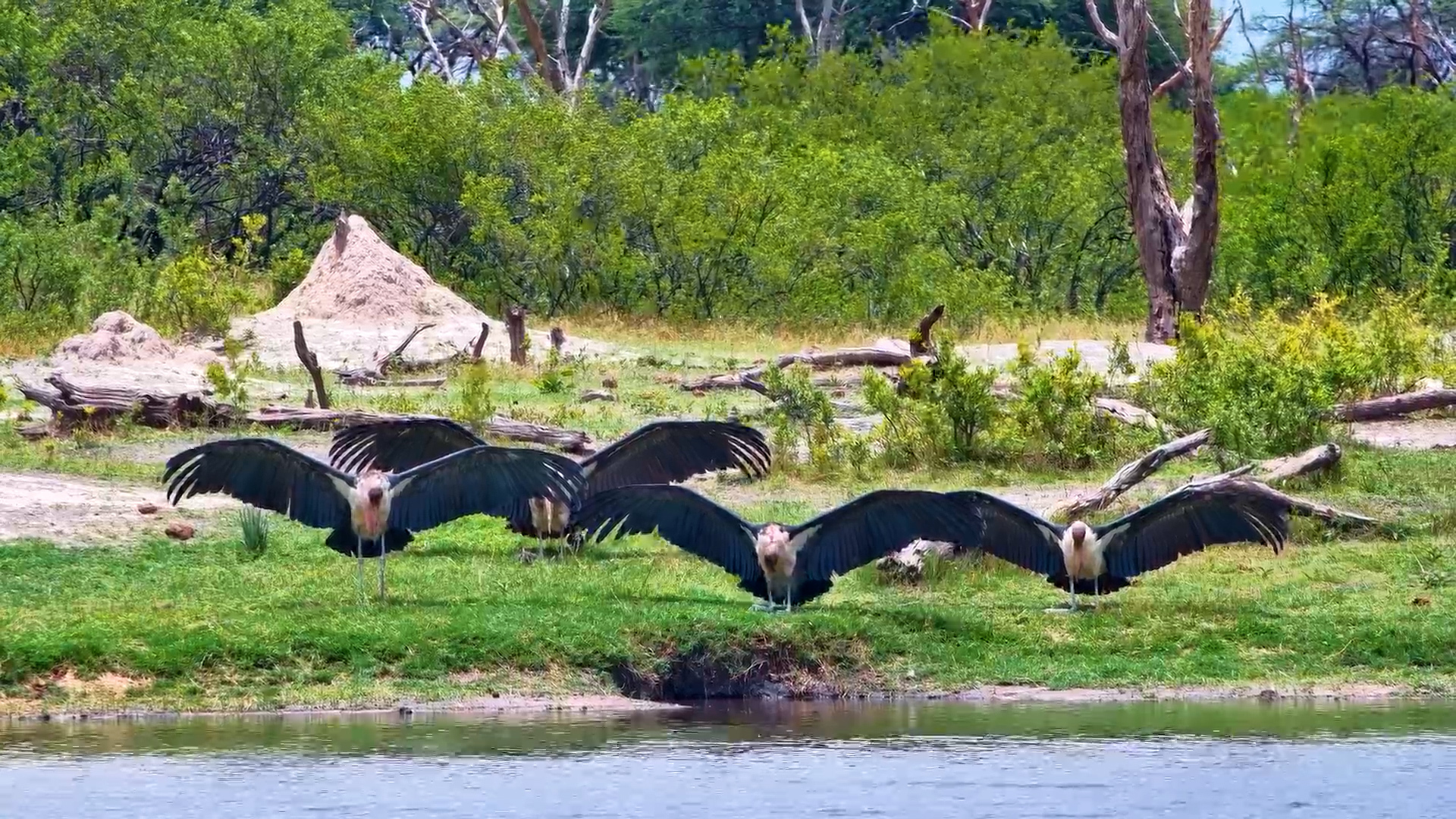 Marabou Storks Spread Their Enormous Wings to the Sun