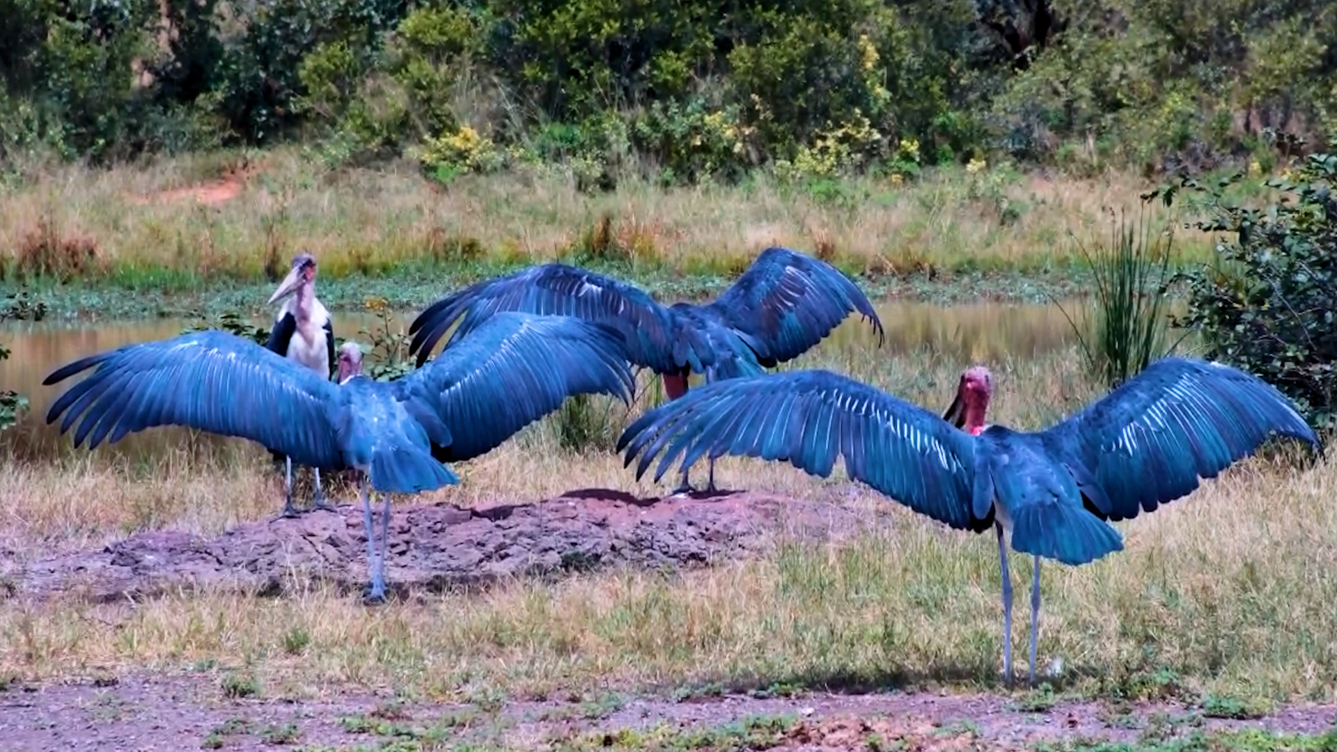 Marabou Storks Stretch & Preen in Fast Motion
