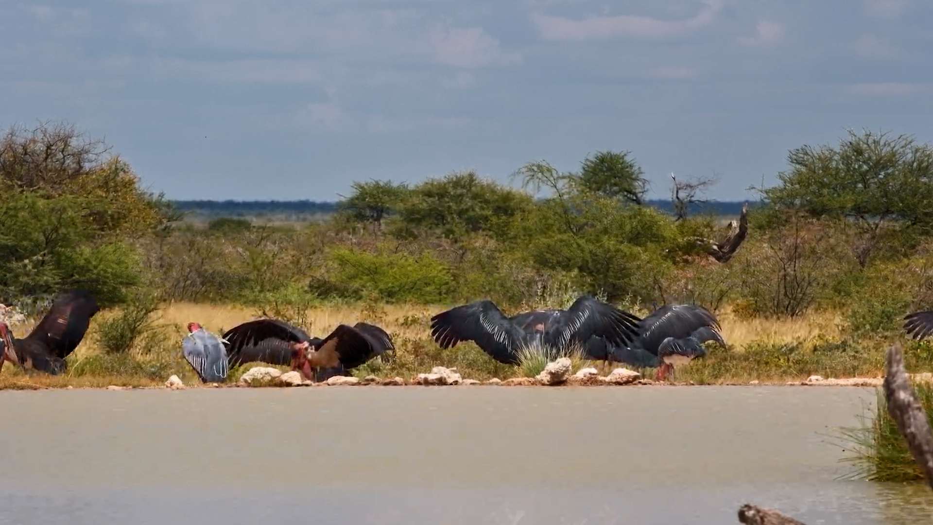 Marabou Storks at the Water