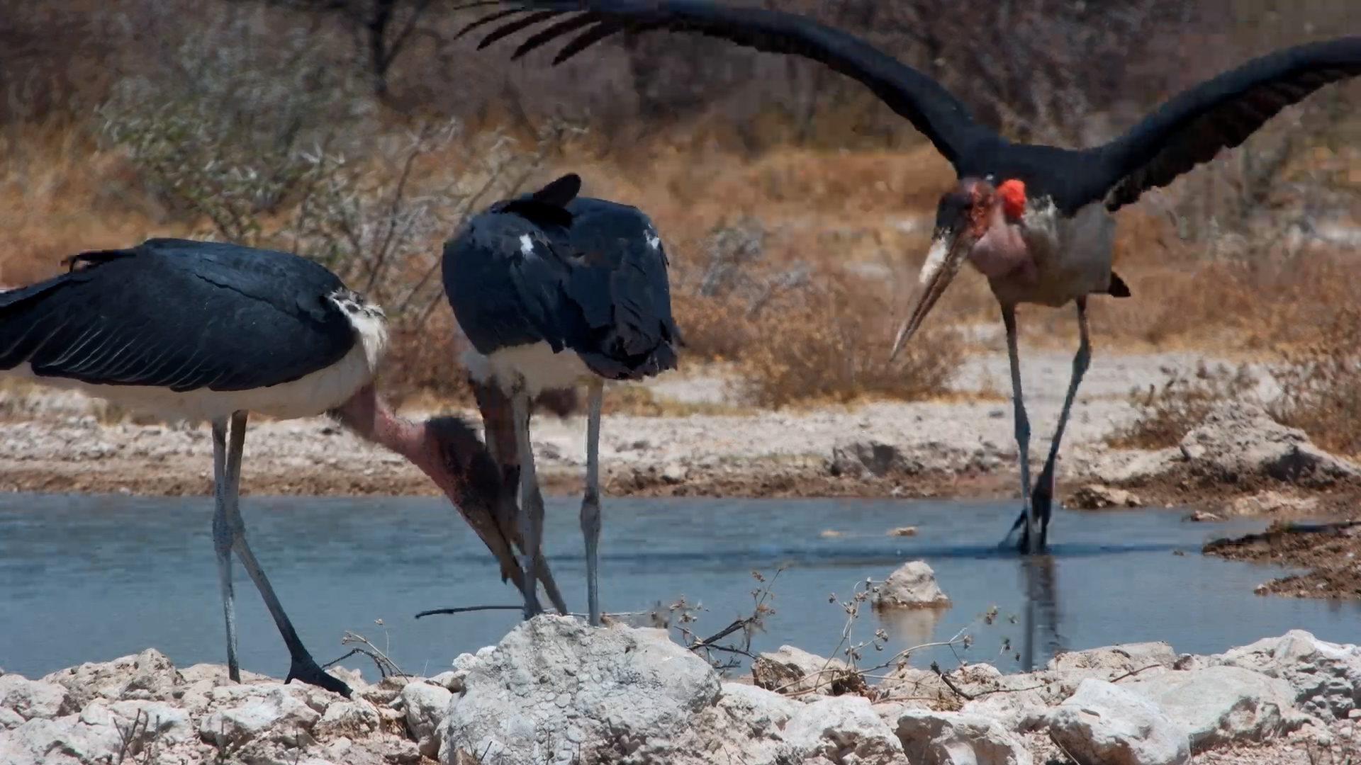 Marabou Stork Goes Stick Crazy!