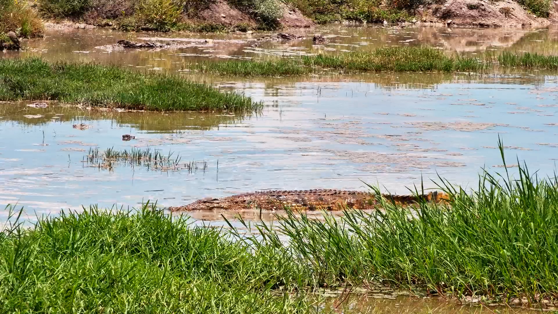 Elephant Grazes While a Crocodile Lurks