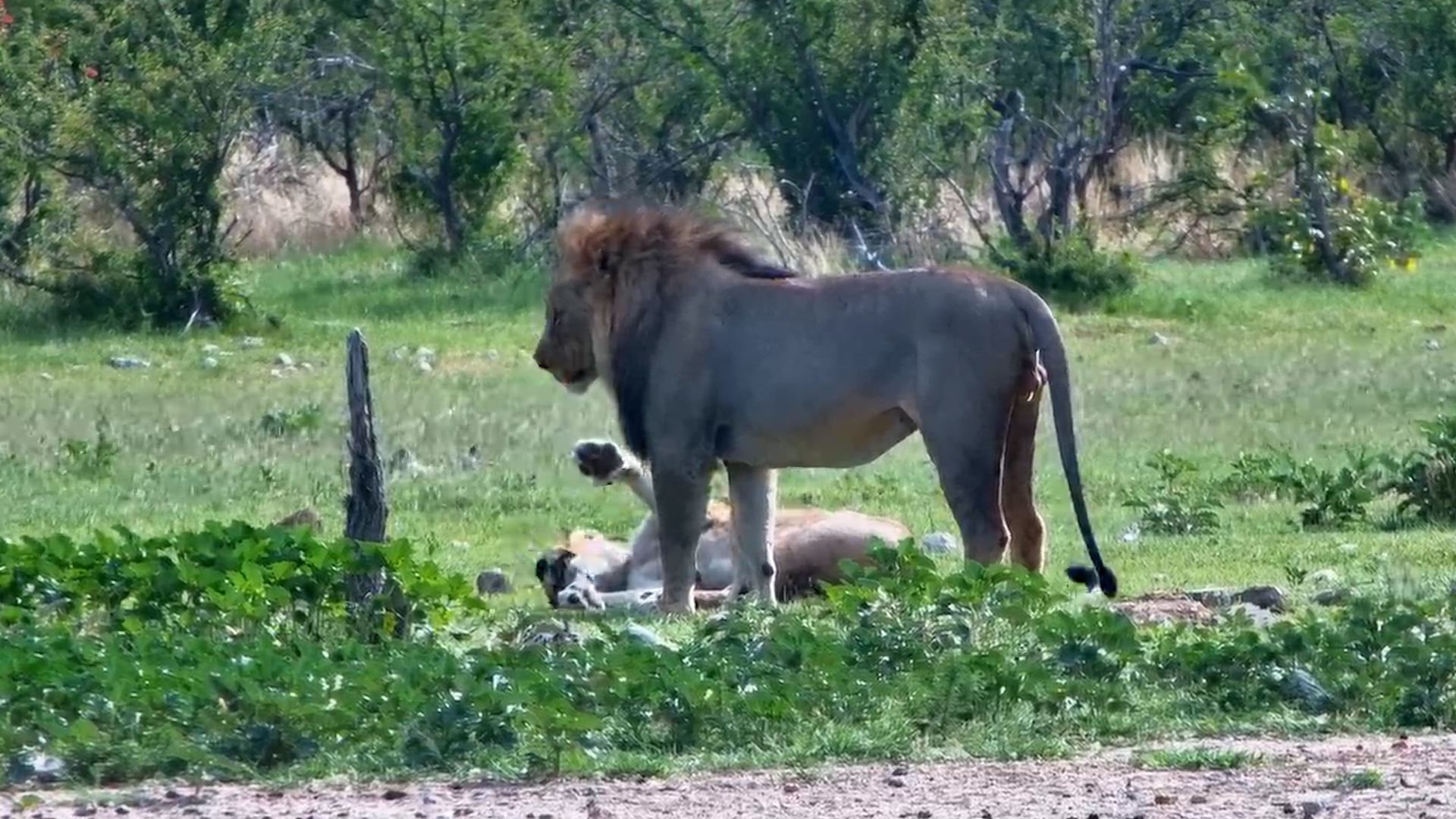 Morning Love at the Waterhole