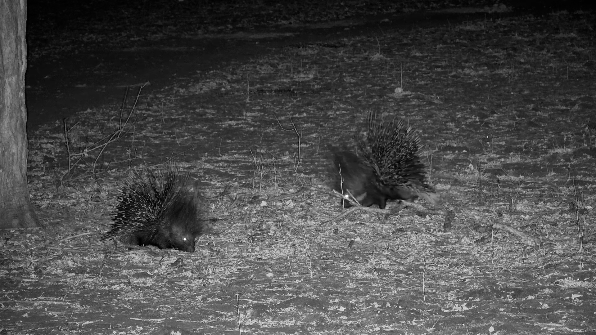 Porcupine Date Night by the Riverbank!