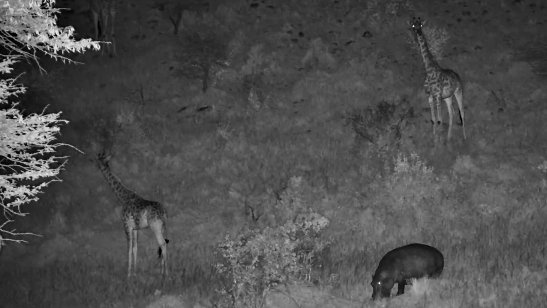 Not Every Night Visitor Is a Predator