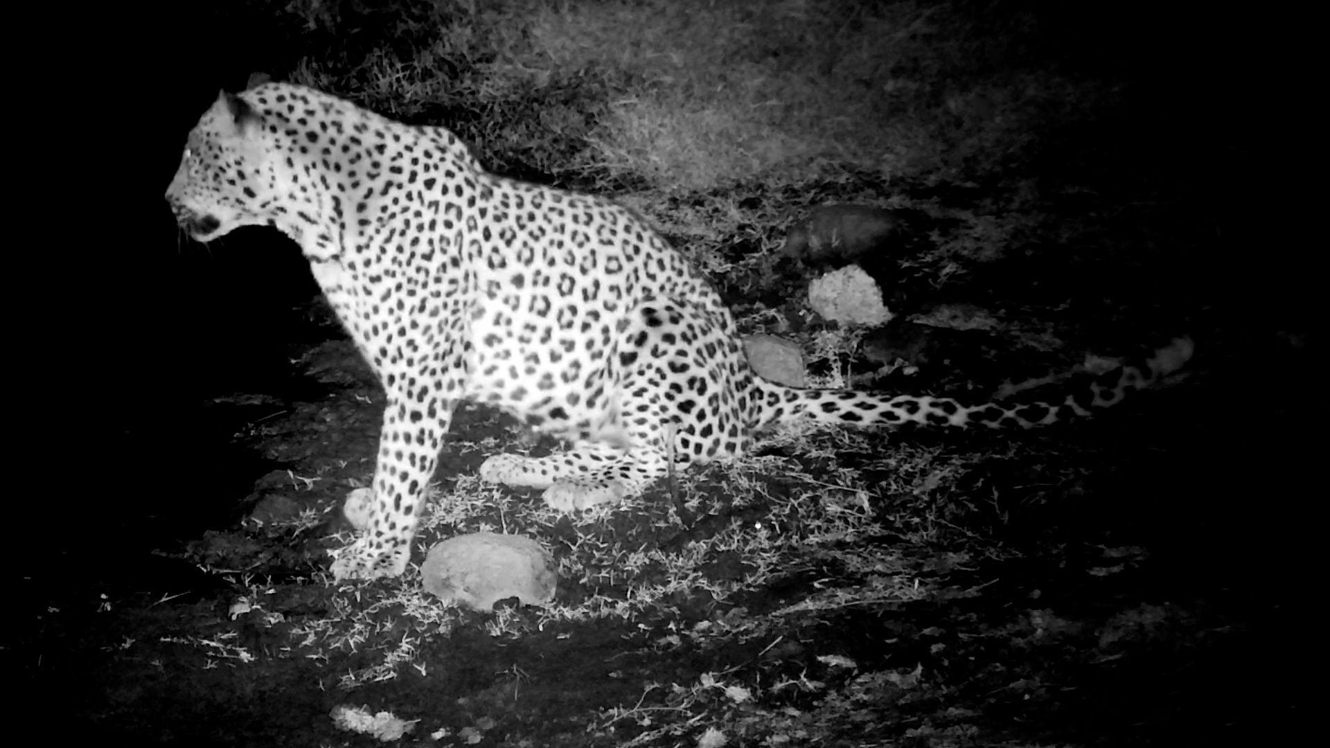Two Leopards. One Night.