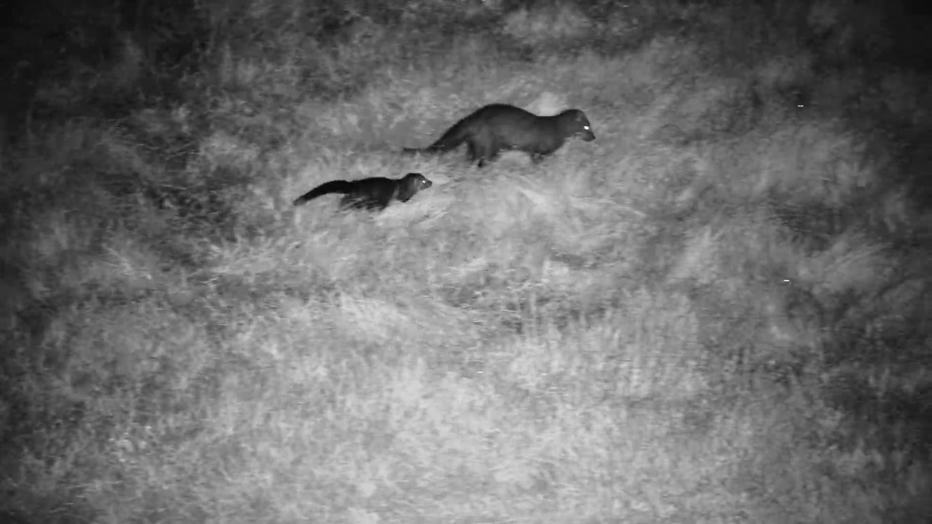 Shadow the Mongoose Shows Off Her Baby