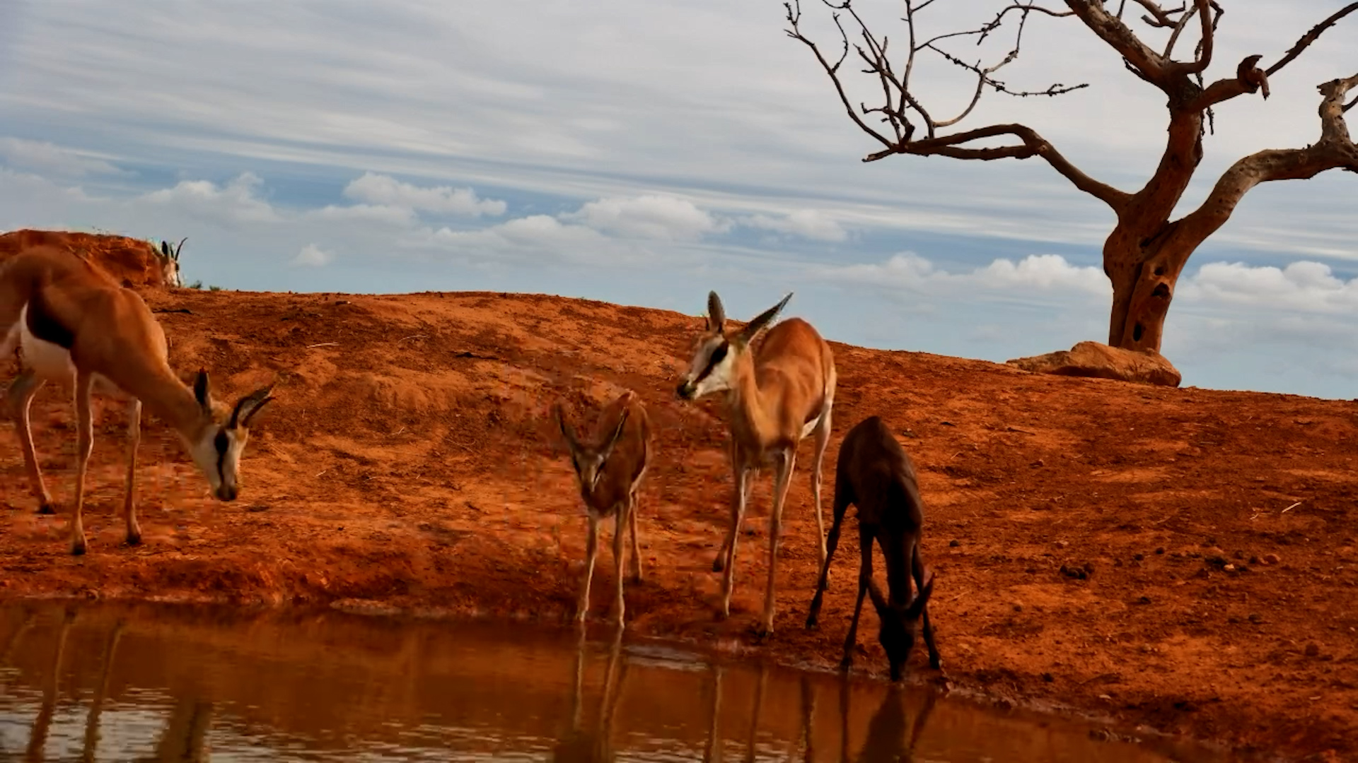 Nature’s Oddity: Melanistic Springbok Lamb