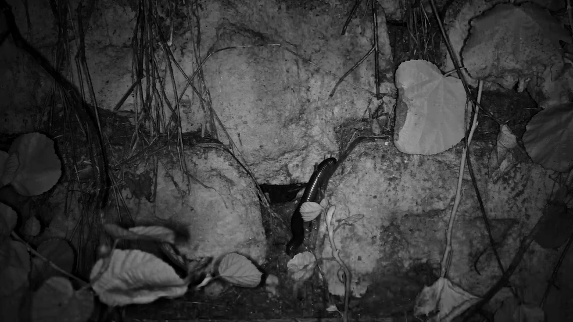 A Millipede’s Night Walk