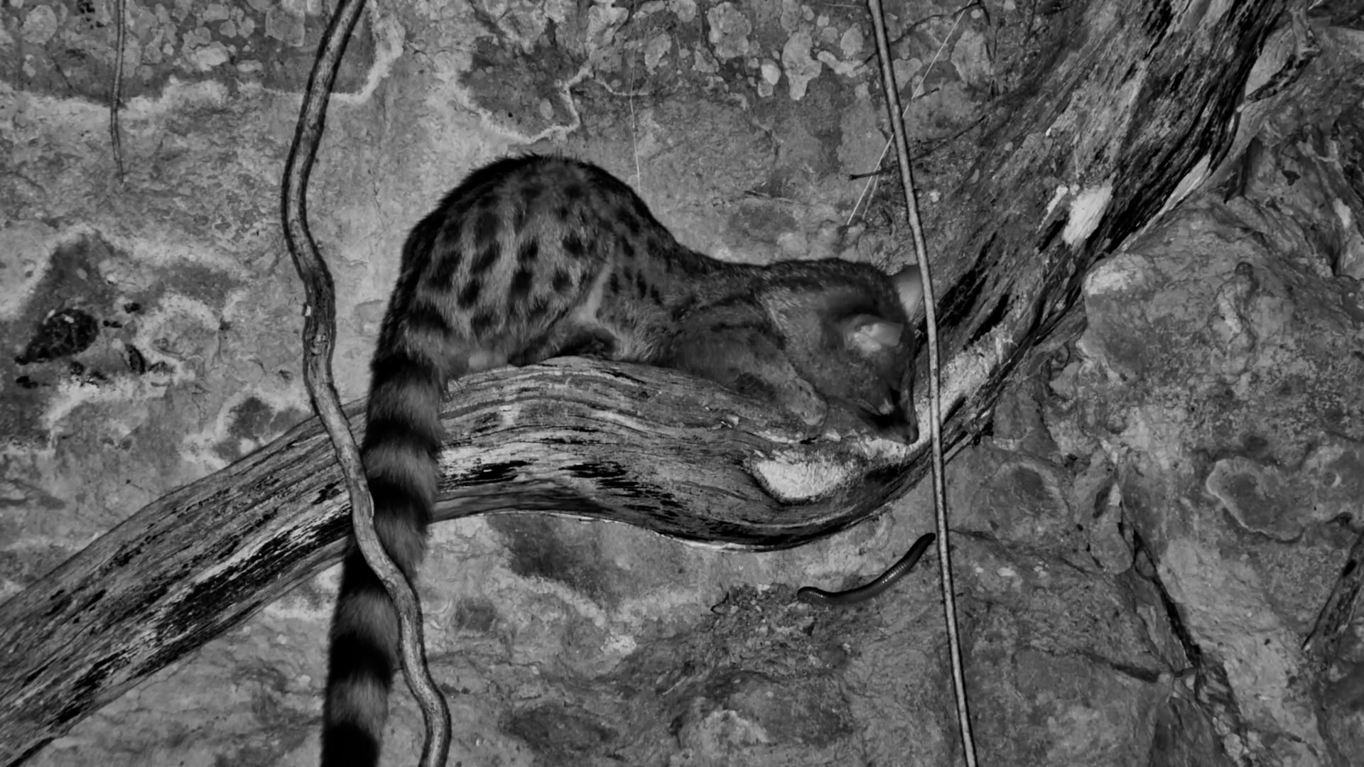 Genet Snoozes as Millipede Passes By