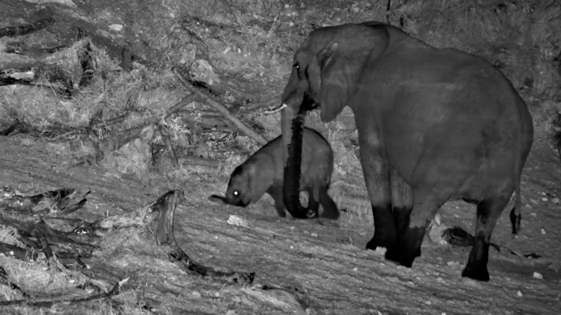 The Waterhole Belongs to the Elephants