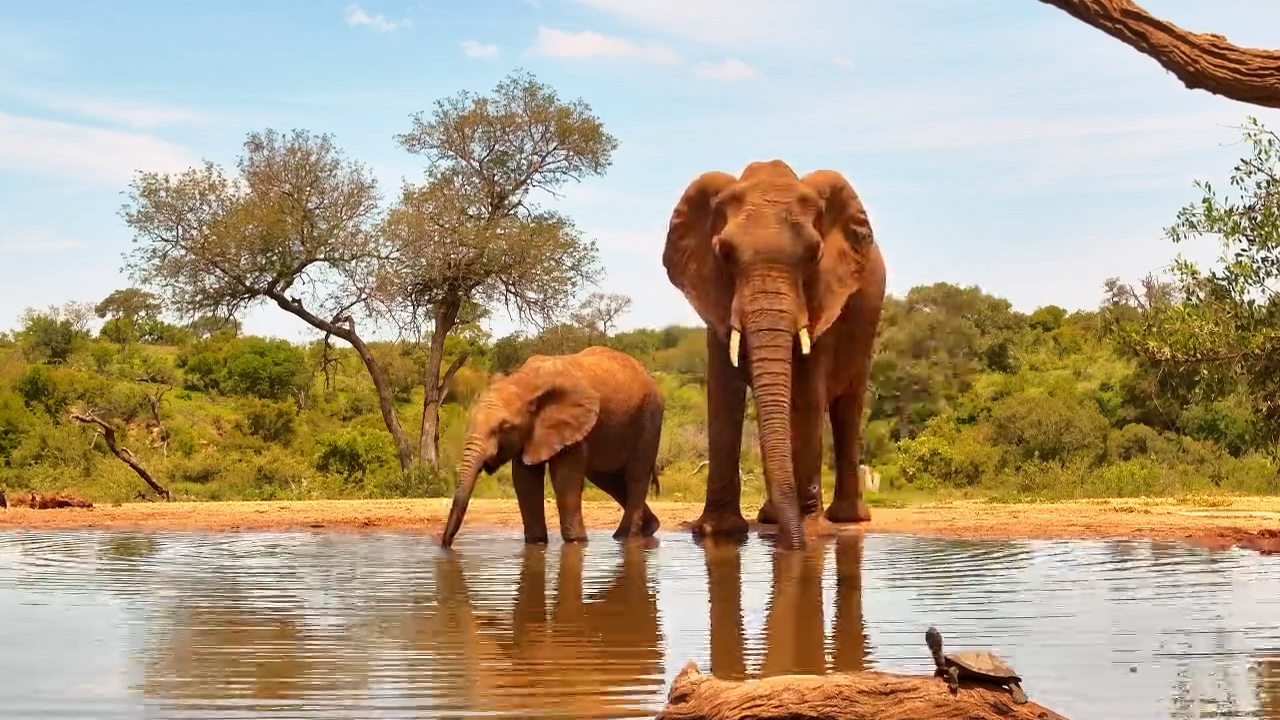Mother & Calf: Cooling Off with a Drink at Kings Camp