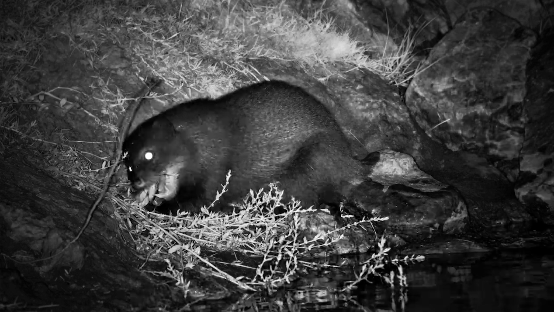 Water Mongoose Eats Frogs at Night