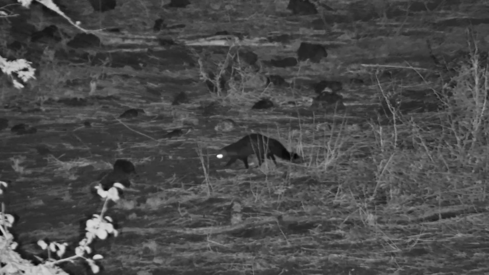 Mongoose in Action After Dark