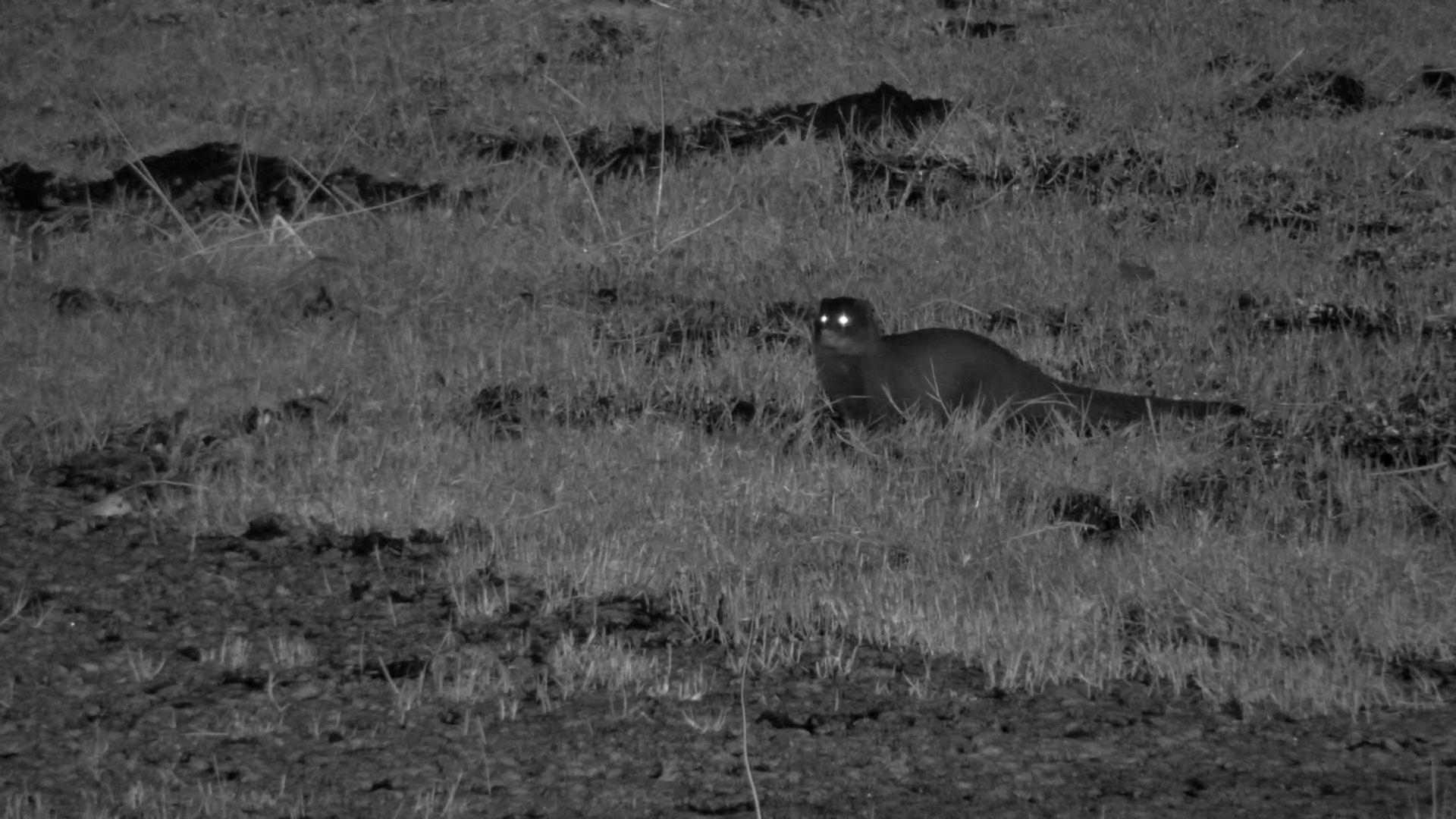Water Mongoose Foraging at Night