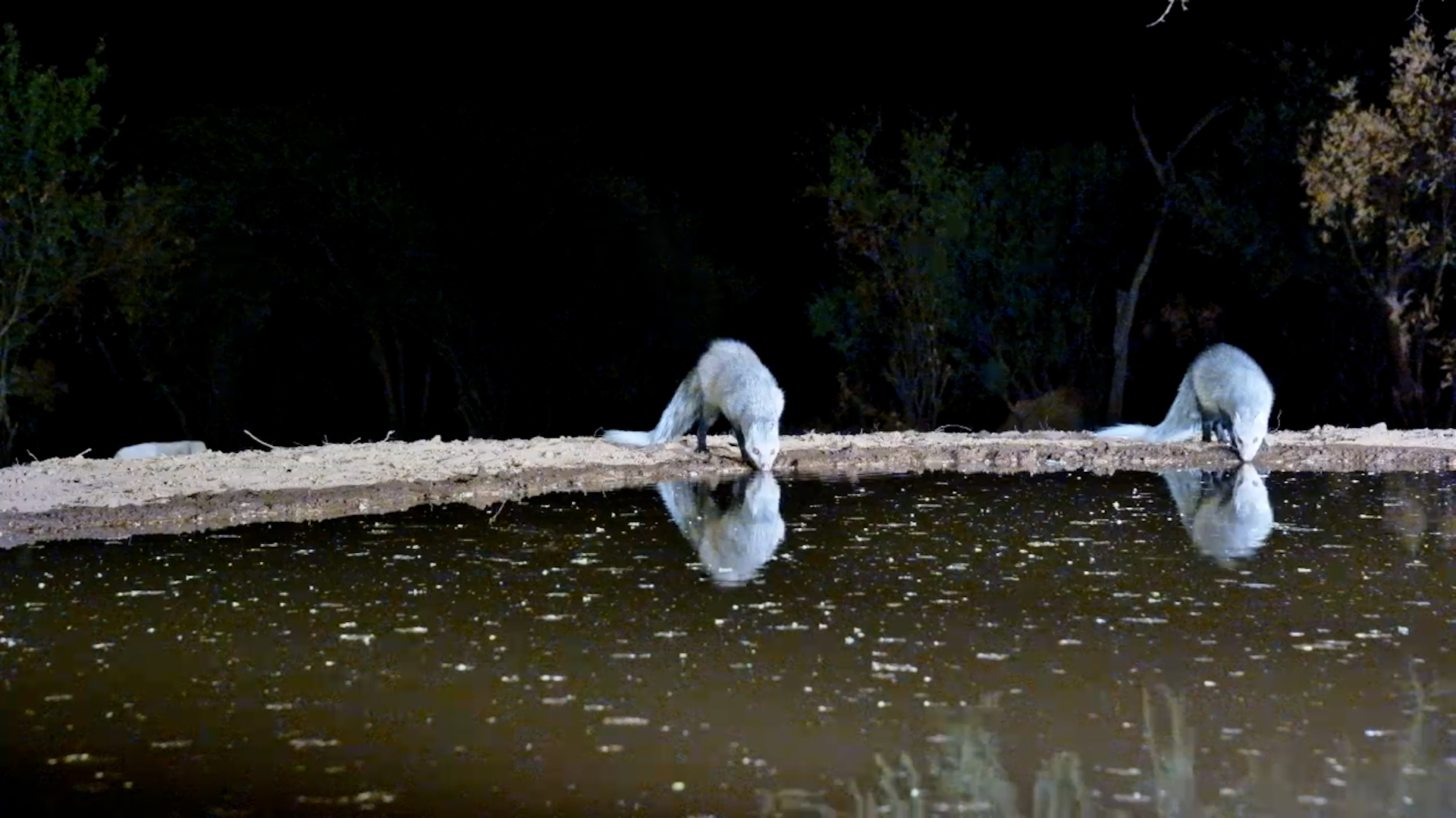 White-Tailed Mongoose Pair Come to Drink at Lentorre