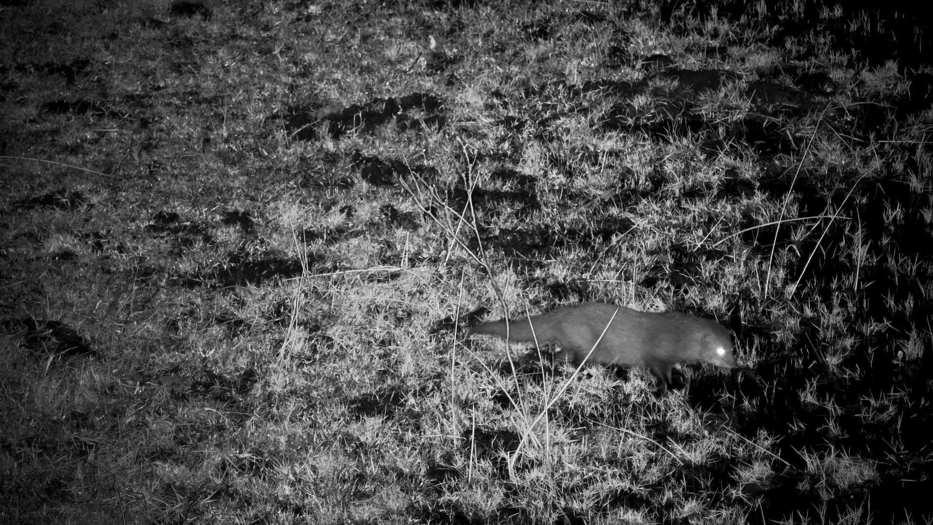 A Secretive Hunter Appears After Dark