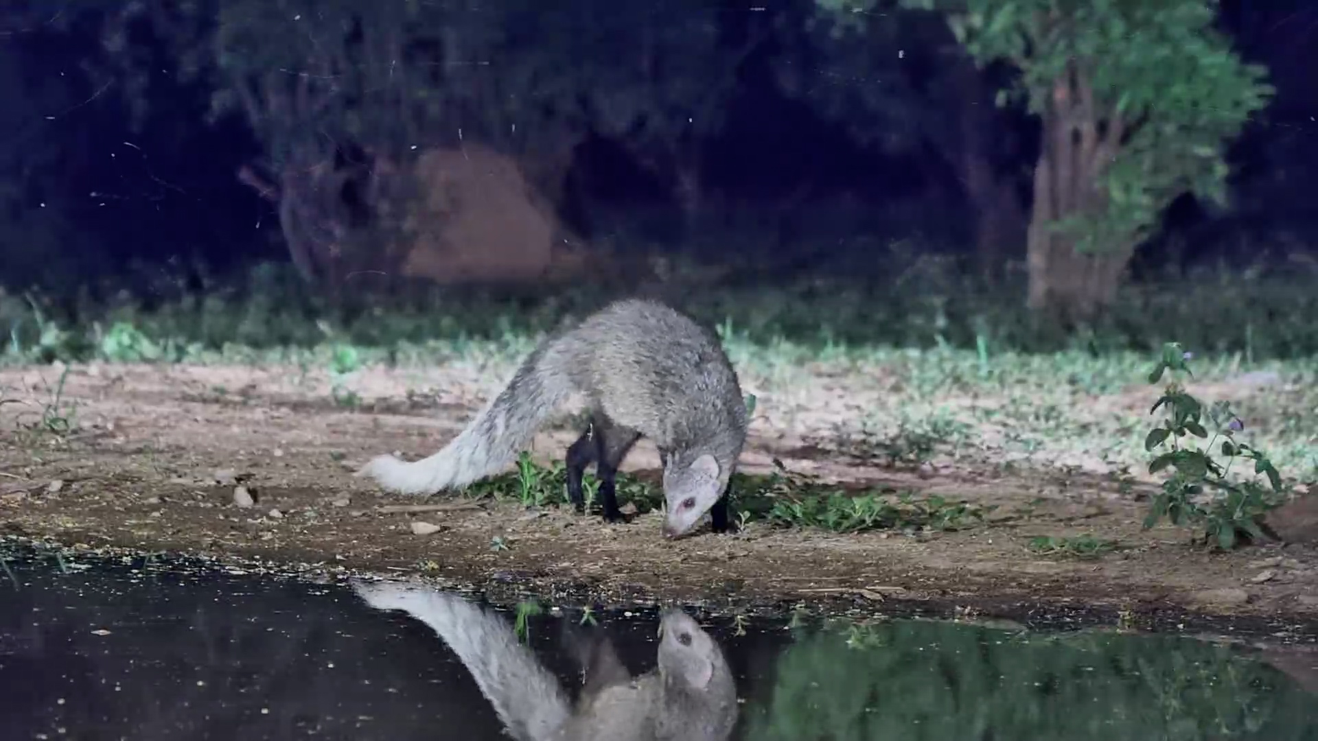 A Night Forager at Work