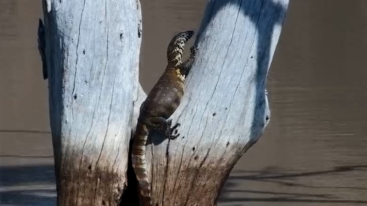 Monitor Lizard Climbs for the Sun